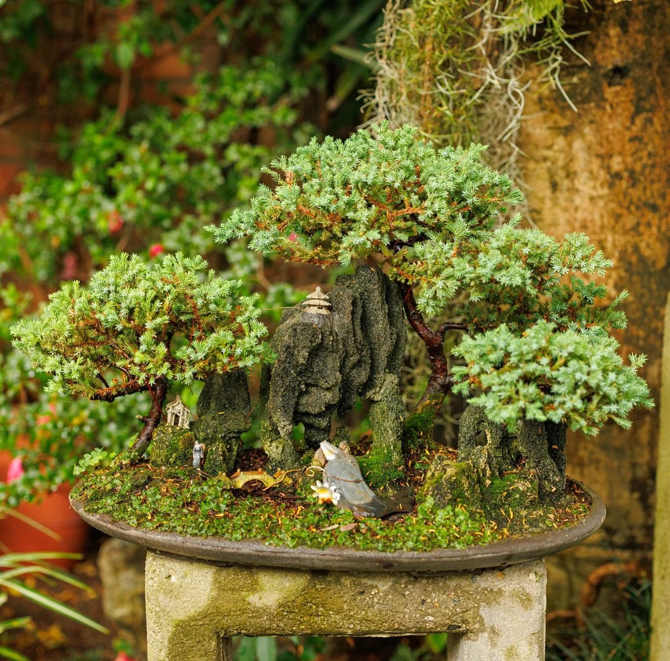 In loving memory of my grandmother Carola Castro a world renowned Bonsai artist RIP
