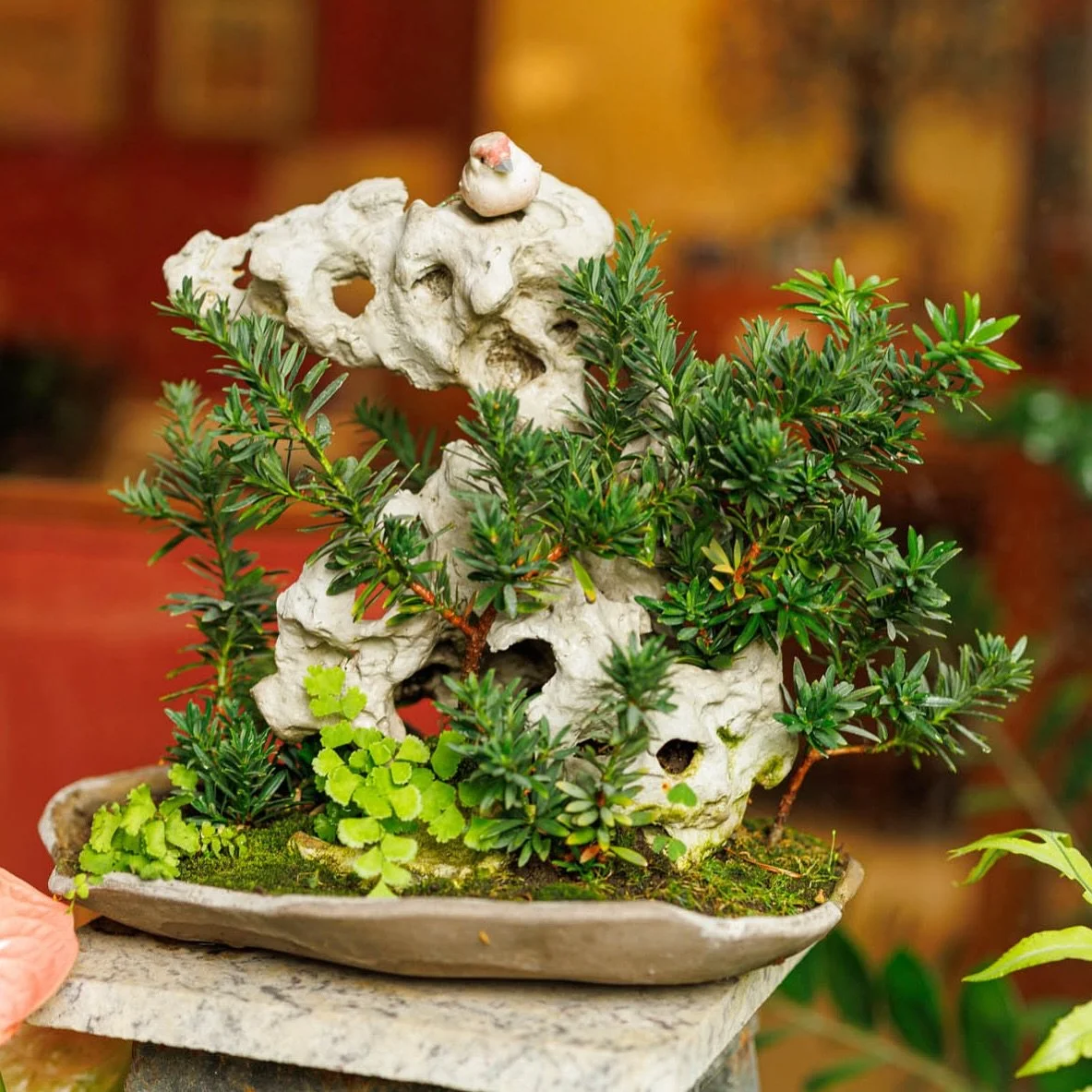 In loving memory of my grandmother Carola Castro a world renowned Bonsai artist RIP