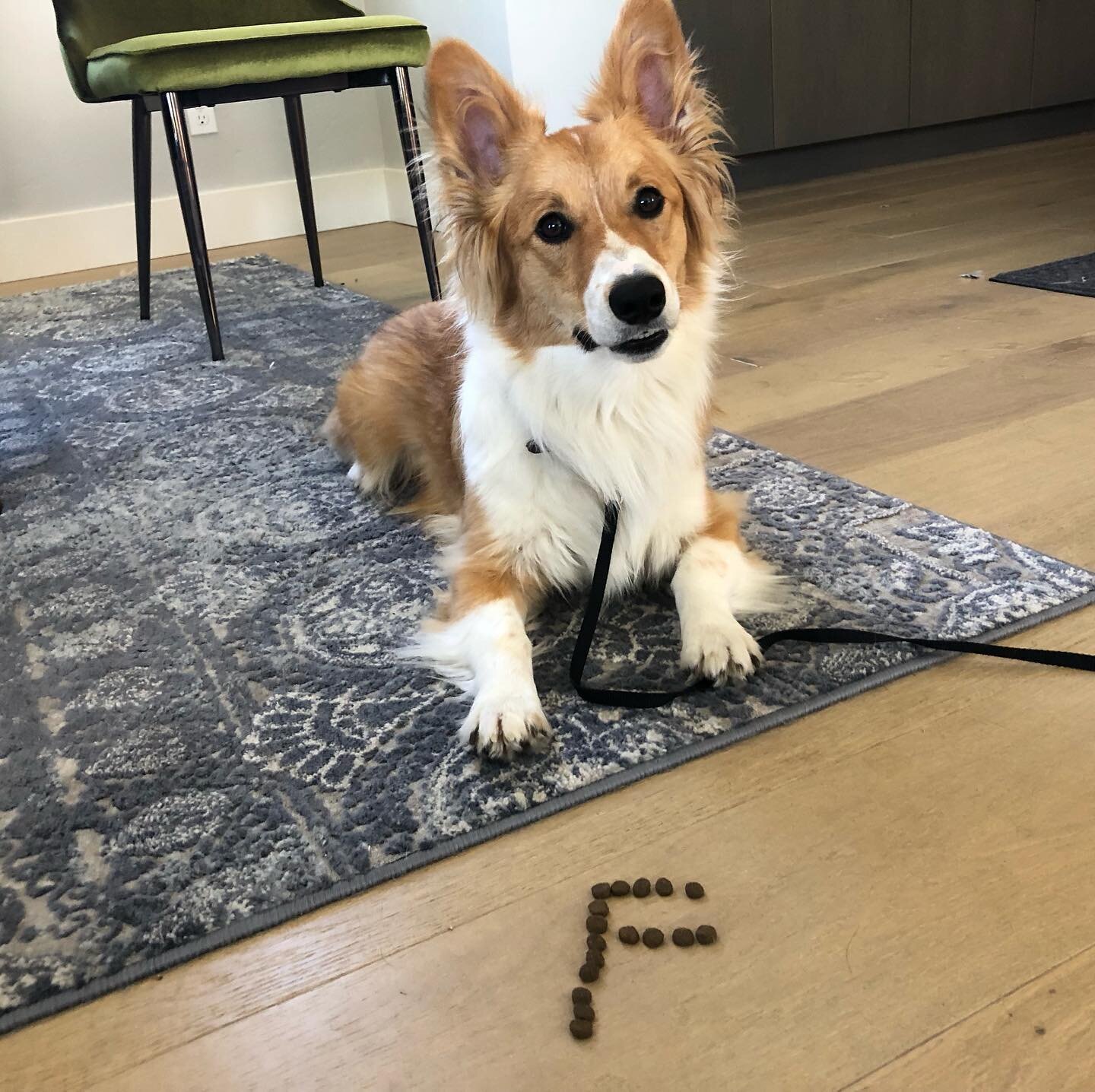 Our very first Dog of the Week is the exceptionally cute Freddie Mercury! Freddie is a young corgi x border collie that has been mastering skills like extended down stays, bed, loose leash walking, and recall in our Day Training program. ⁣
⁣
Nickname