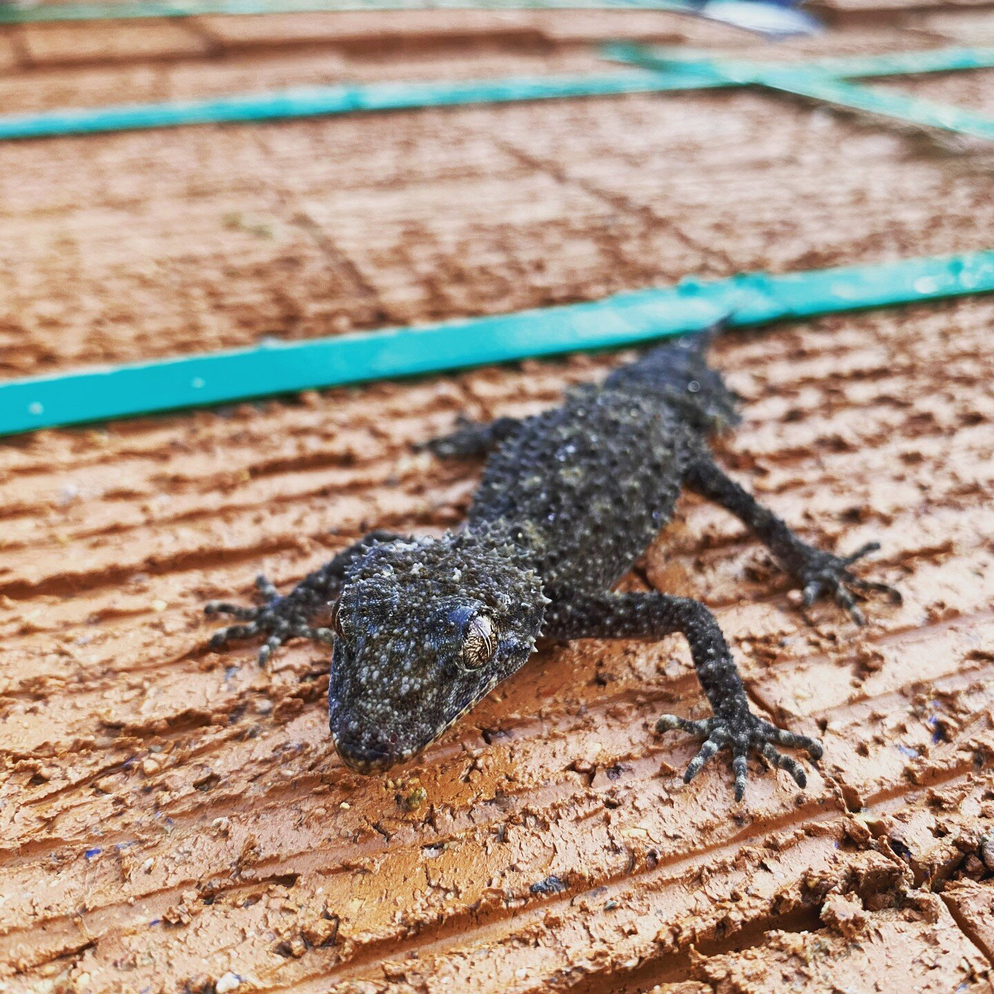 We often get locals stopping by to check out some of our awesome work. This Broad Tailed Gecko found himself on one of our jobs during the week #nature #nativeanimalsofaustralia