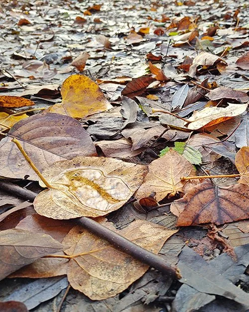 Flattened yellow and brown leaves on the ground. A yellow leaf in the foreground with the stem sticking up holds a puddle of water with a tree trunk reflecting in it that looks a little like a centipede.