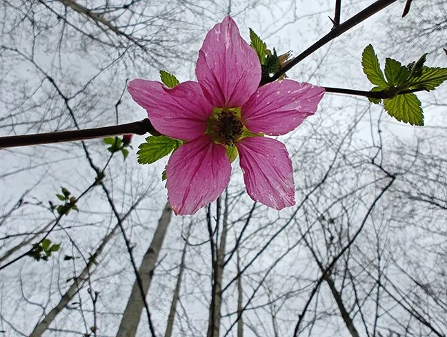 View looking up at the leafless trees and a gray sky. Directly above is a pink, five-petaled flower with tiny green leaves.