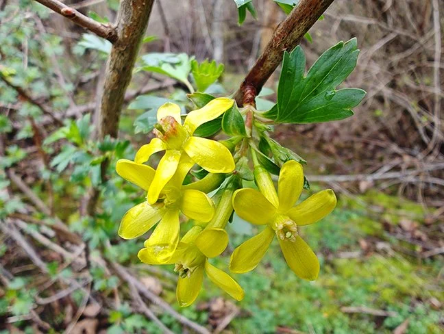 A cluster of four small five-petaled yellow flowers with a small central trumpet. In the background are the small three-lobed leaves of the currant plant and mossy ground among bare brambles.
