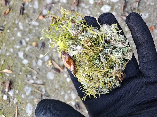 A close-up of the nest fragment in a black-gloved hand over a gravel trail.