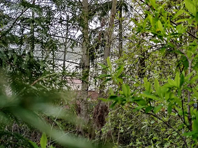 A mix of trees and shrubs. The sock-shaped nest hangs from a shrub behind an osoberry in the foreground. It looks like last year's oceanspray blooms.