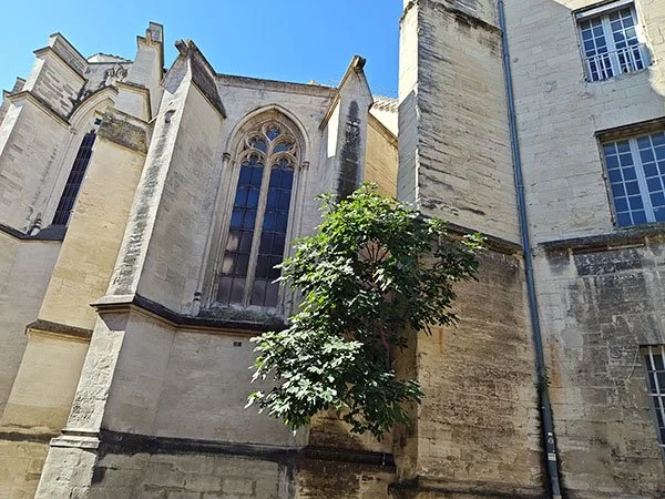 Yellow stone buttresses and arched cathedral window with a fig tree growing in a tight space by the window almost as if it is growing in the building.