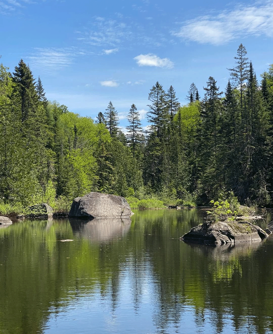 Evergreen and deciduous trees around a calm body of water reflecting the green. Rocks in the water also reflect. Blue sky day with some light clouds.