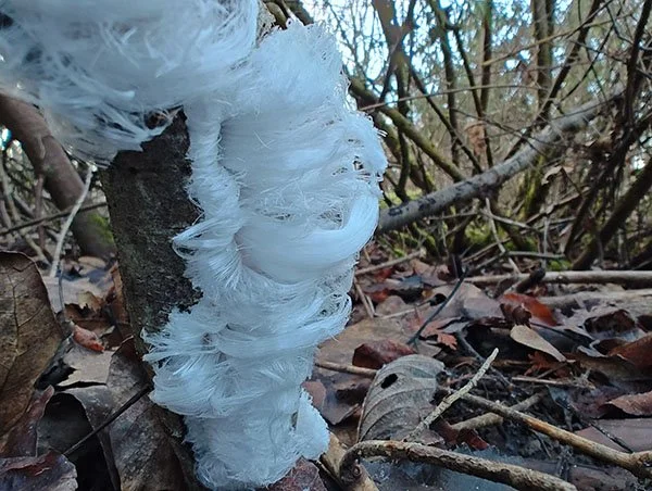 Brown leaves on the ground. An upright branch is covered with white strands of hair ice that appear to cascade down the wood like a banana curl.