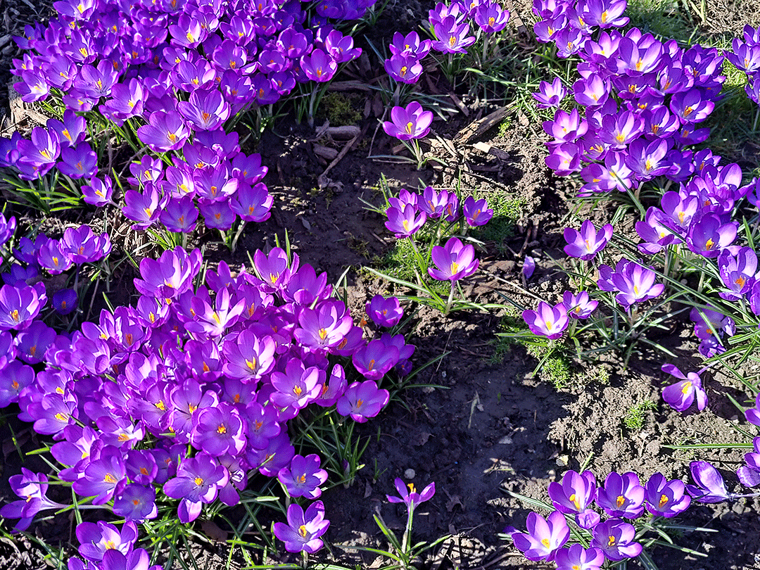 A carpet of purple crocuses, bright and vivid in sunlight.