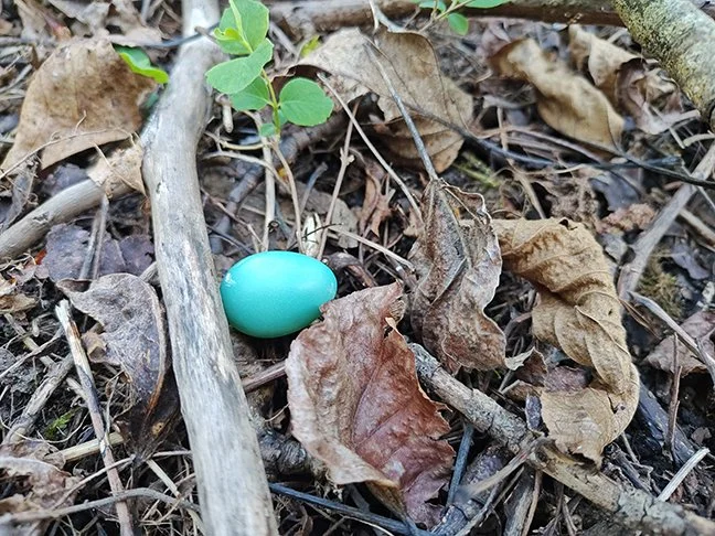 A small, blue whole robin's egg on the muddy ground amid sticks and dead leaves. A sprig of spring snowberry grows near it.
