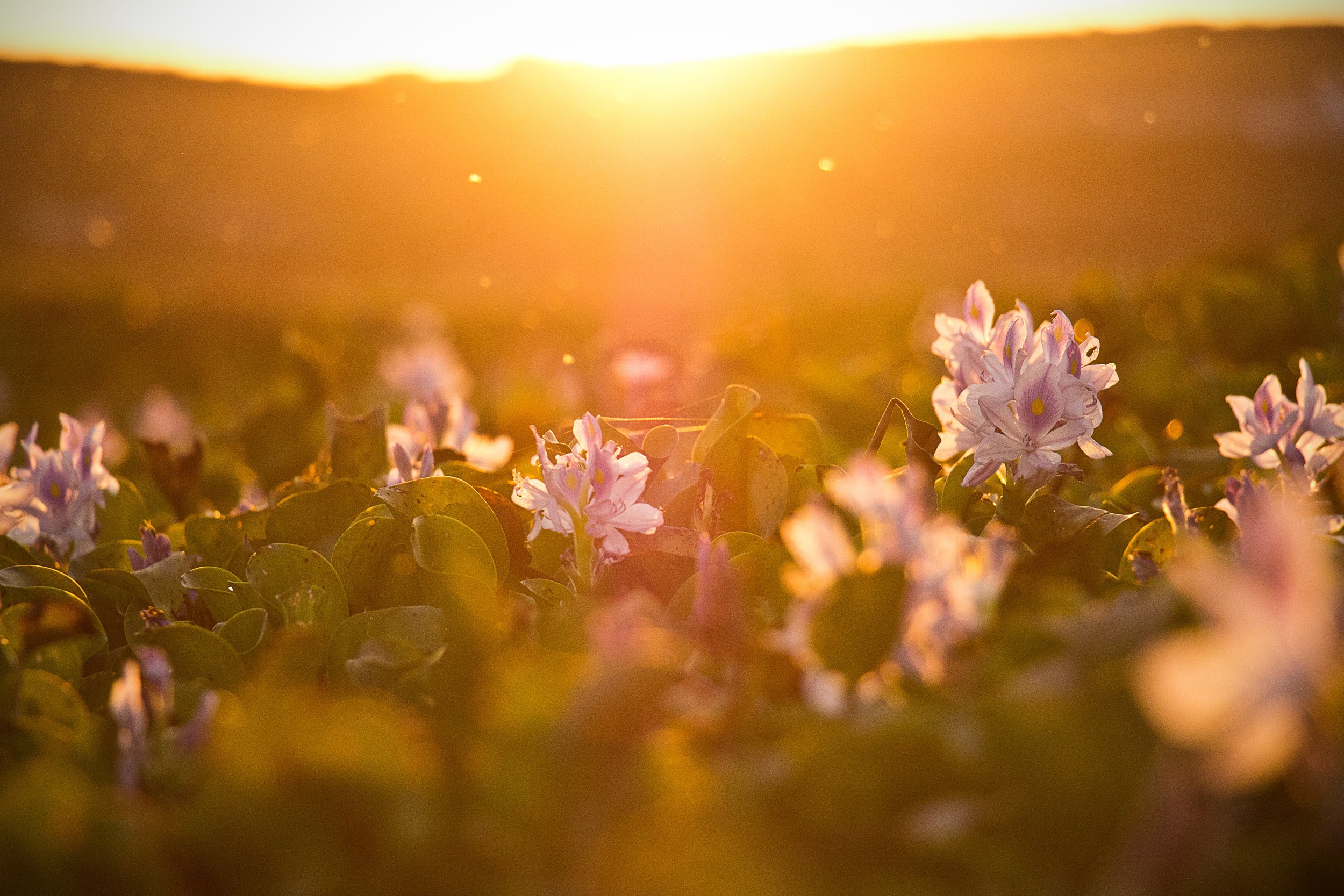Navigating June with Radiance