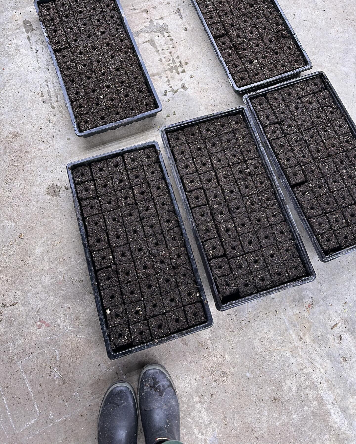 Where &quot;Garden to Skin&quot; &quot;Garden to Fiber&quot; starts... 🌱✨🌈 hundreds of organic soil blocks &amp; seeds. 

**Thinning seed blocks is always tough but so necessary imo. It's amazing how aromatic Tulsi Basil is, even as a seedling!