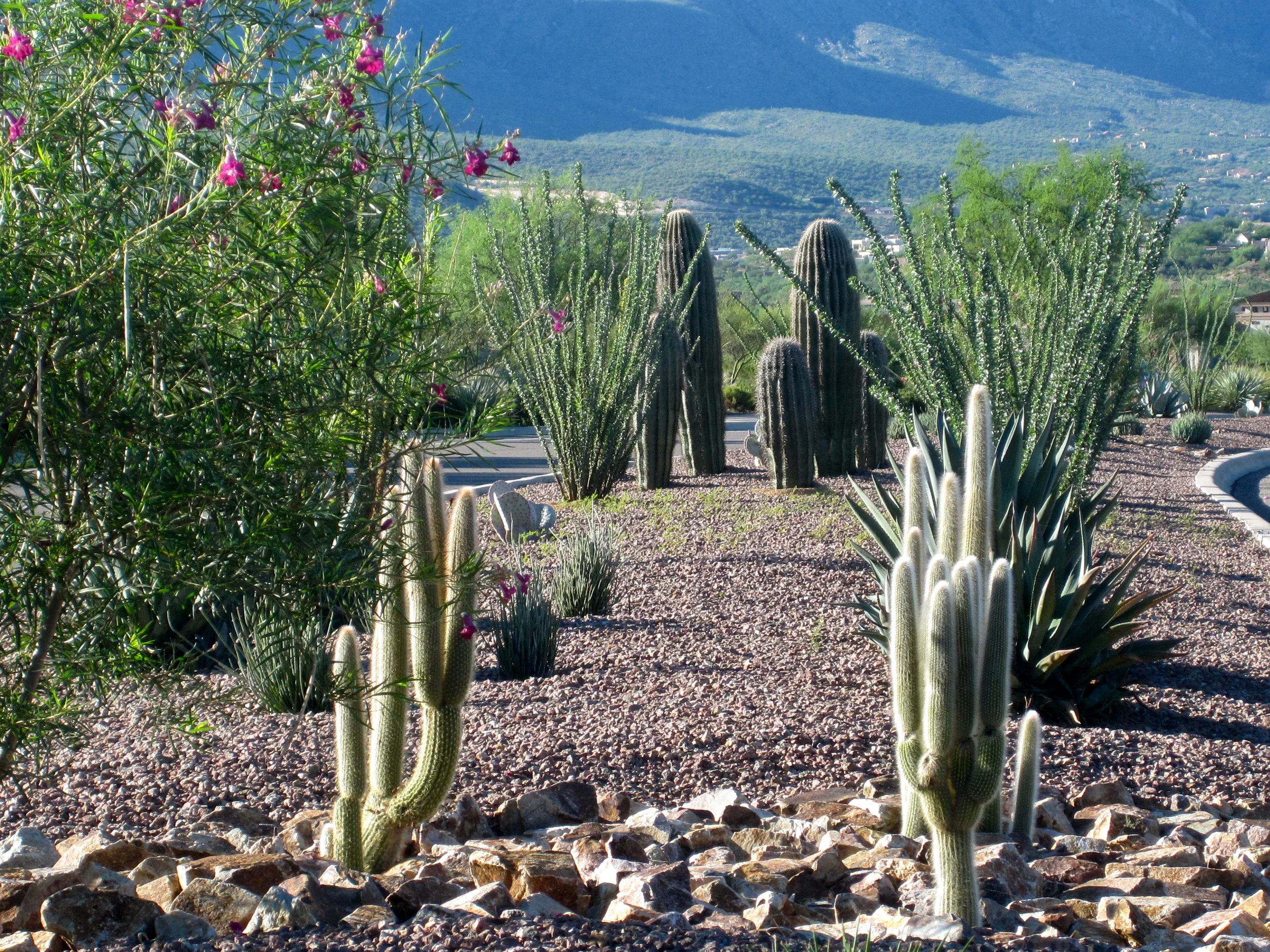 Streetscape planting