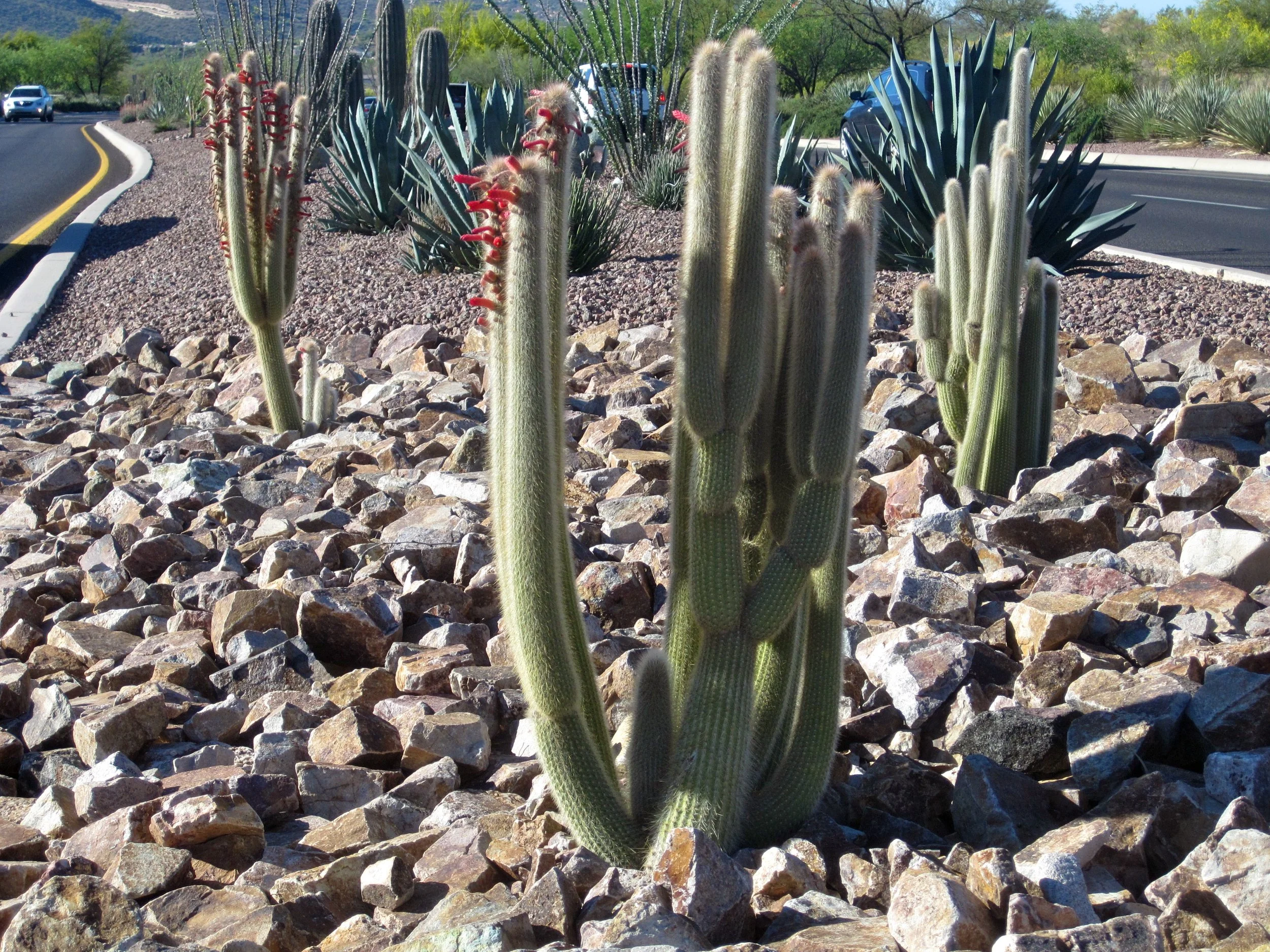 Streetscape planting