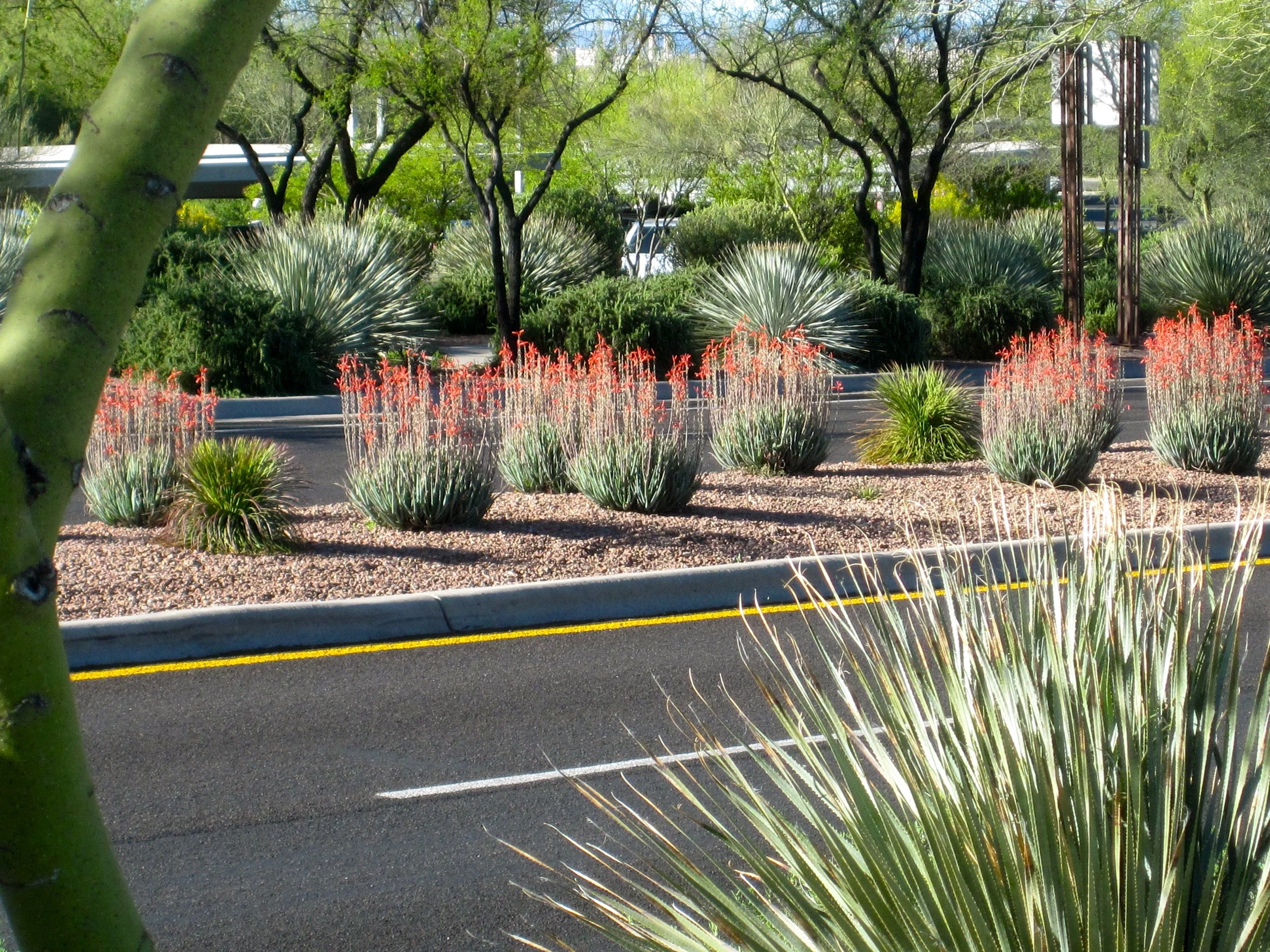 Streetscape planting