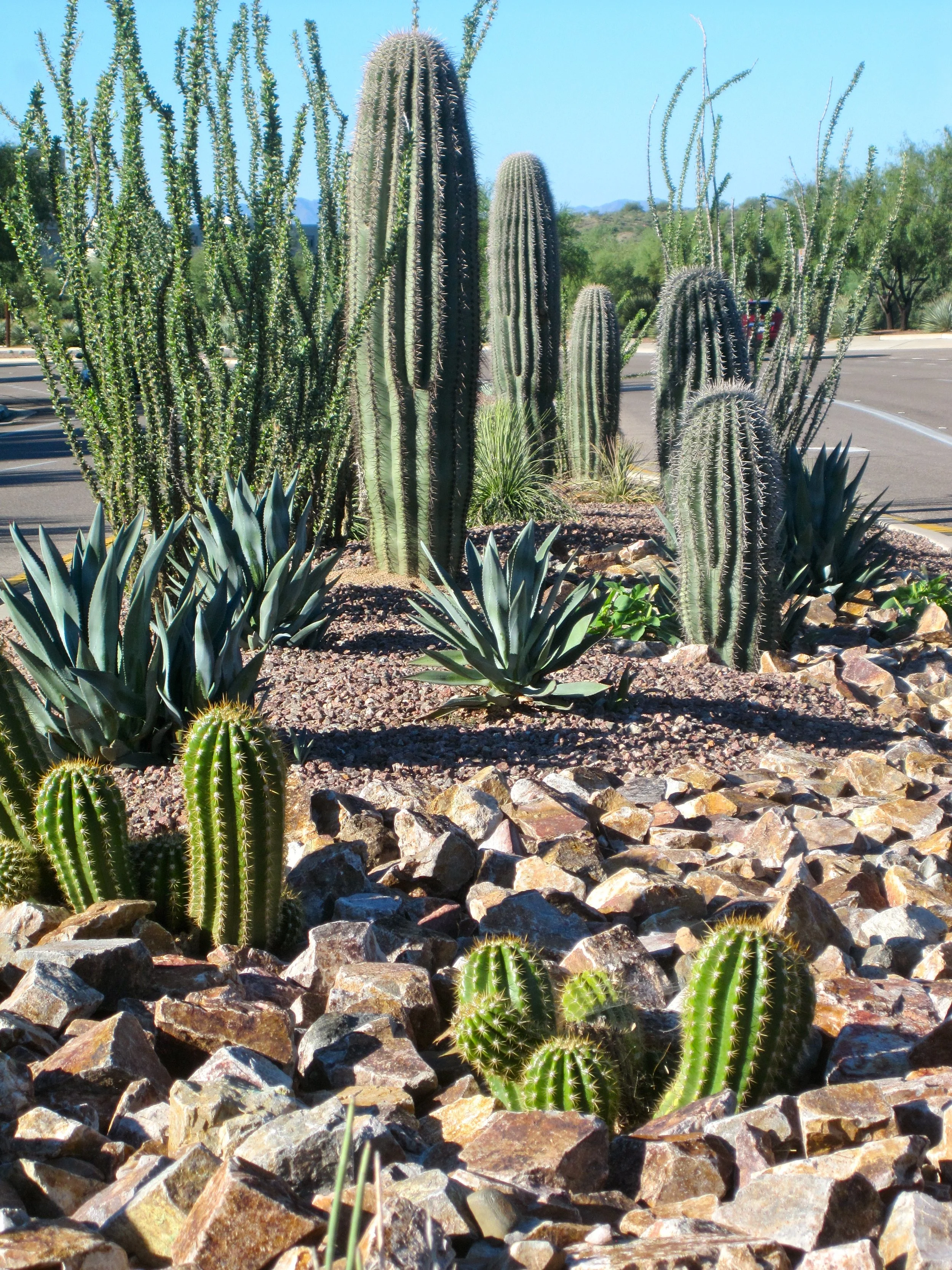 Streetscape planting