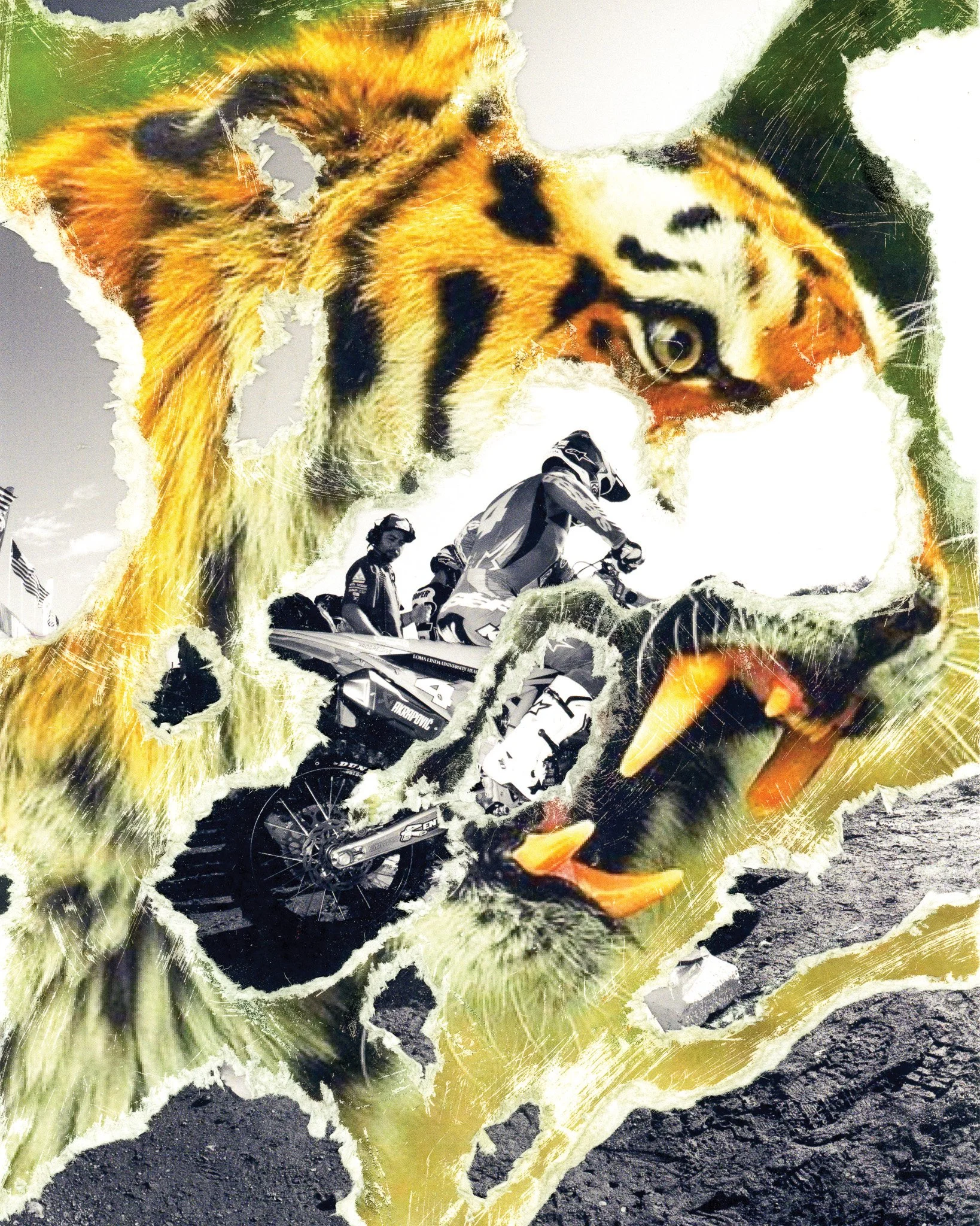 16x20 print tiger.jpg