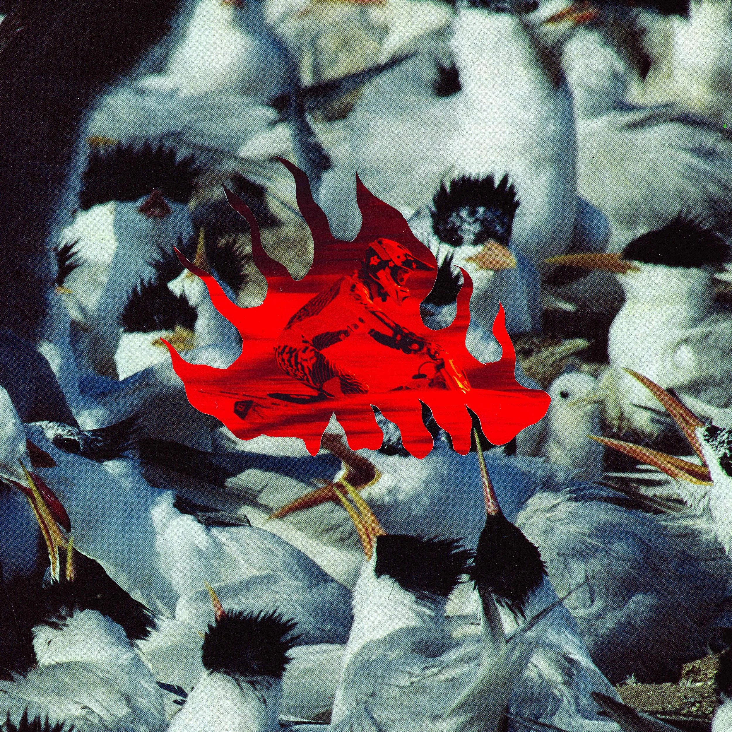 bird brain og.jpg