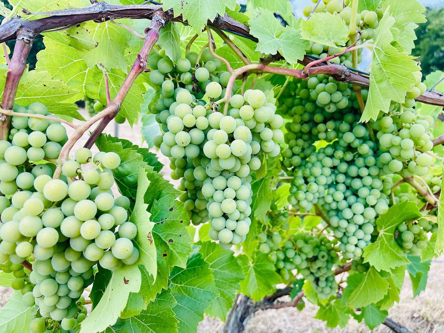 Grapes!
Seer Green&rsquo;s finest and original grapes: Seyval Blanc, Auxerrois and Pinot Noir. Great to see this vineyard looking spruced up and with excellent grape development. Veraison (colour change/ripening) in full swing&hellip;

#englishvineya