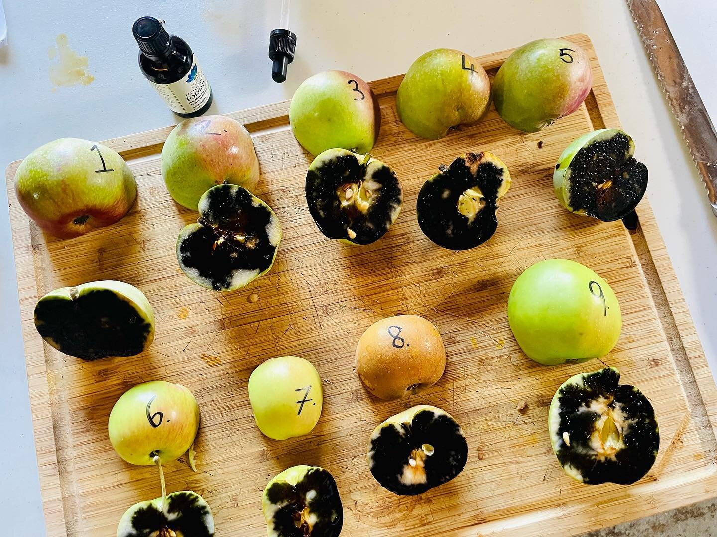 Science&rsquo;ing.

We use taste to pick at full ripeness but, when in doubt, we also use iodine to test for starch/sugar levels. A few drops of iodine added, if it goes black, it&rsquo;s starch, not sugar&hellip;unripe.

A couple more weeks at least