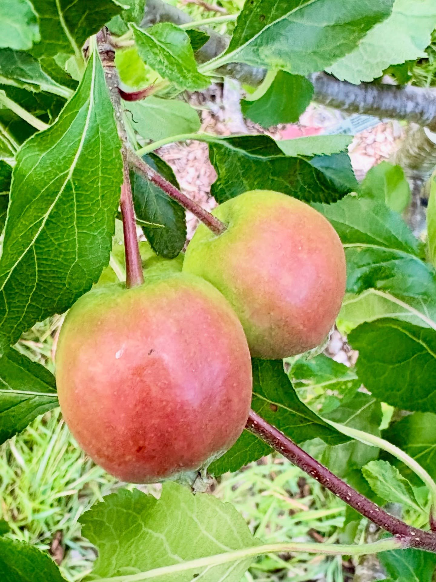Drop.

June drop is underway with applets being shed off the trees so they focus their efforts for the rest of the season&hellip;but never fear&hellip;there are still more apples on the trees than I&rsquo;ve seen before.

Could be a good year for Int