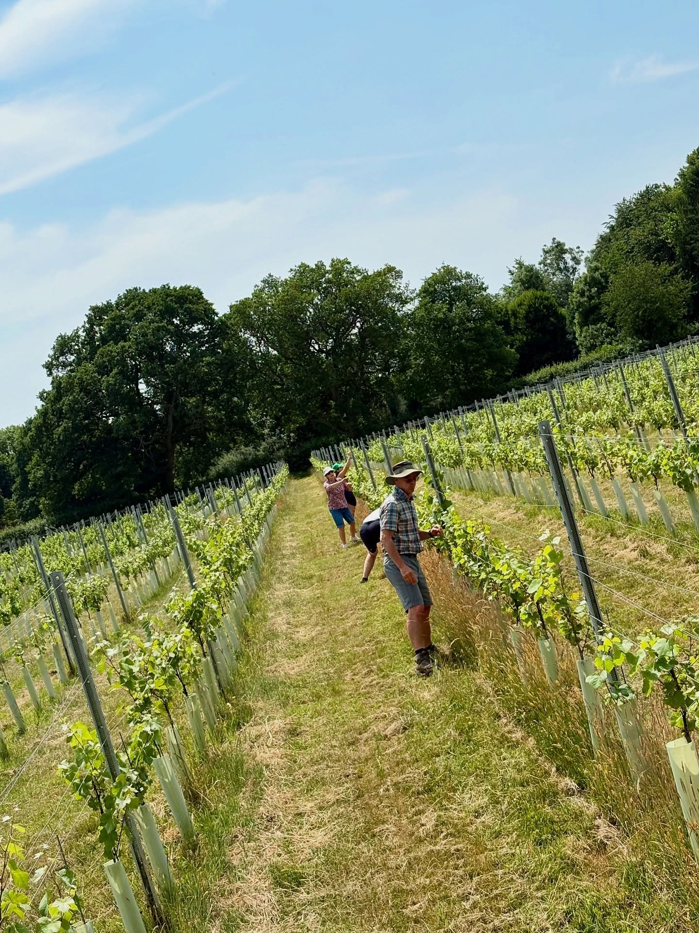 Tribe.

Some of our long-serving faithful tribe came down yesterday to help bring down the wires in the vineyard&hellip;a job made easier with a few people!

Others collected cherries from the old cherry tree (Seer Green is the Cherry Pie Village, do