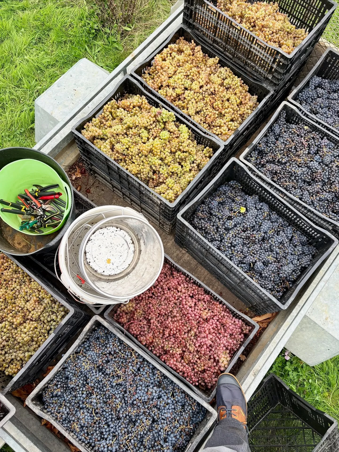 Bringing it home.

Organic-certified grapes all picked and brought into the winery nestled in the same vineyard, crushed and pressed by hand. Now in tank to settle.
The ripest grapes we&rsquo;ve ever picked. 

Excited to see how these turn out.

Huge