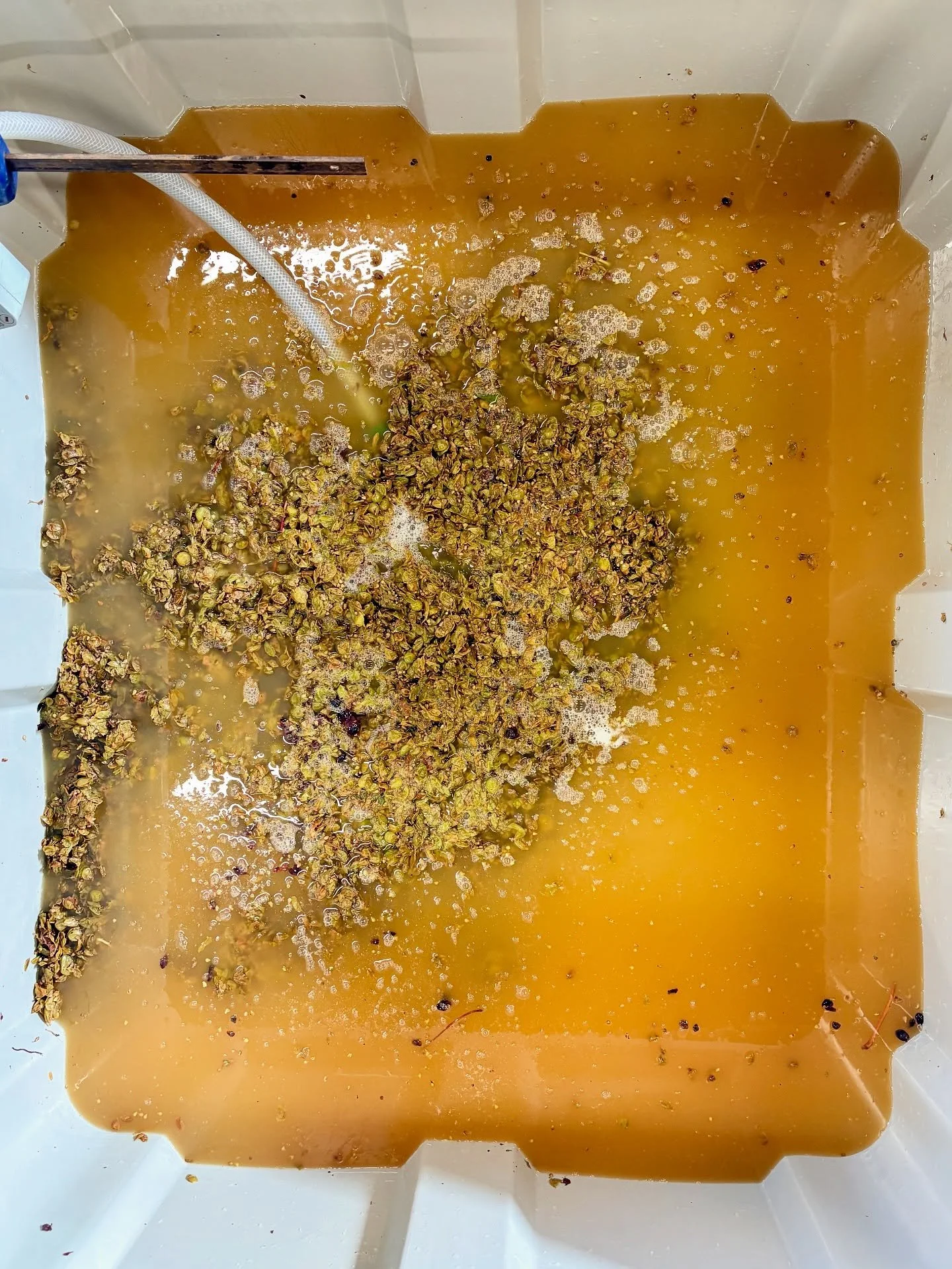 Cider on skins.

Cider pump over onto spent Pinot and Chardonnay skins straight off the pressings for wine, We&rsquo;ll come back in a few weeks to see how it getting on.

Interconnections Part 1.

See the webshop for 2023 to try it.

#naturalwine #o