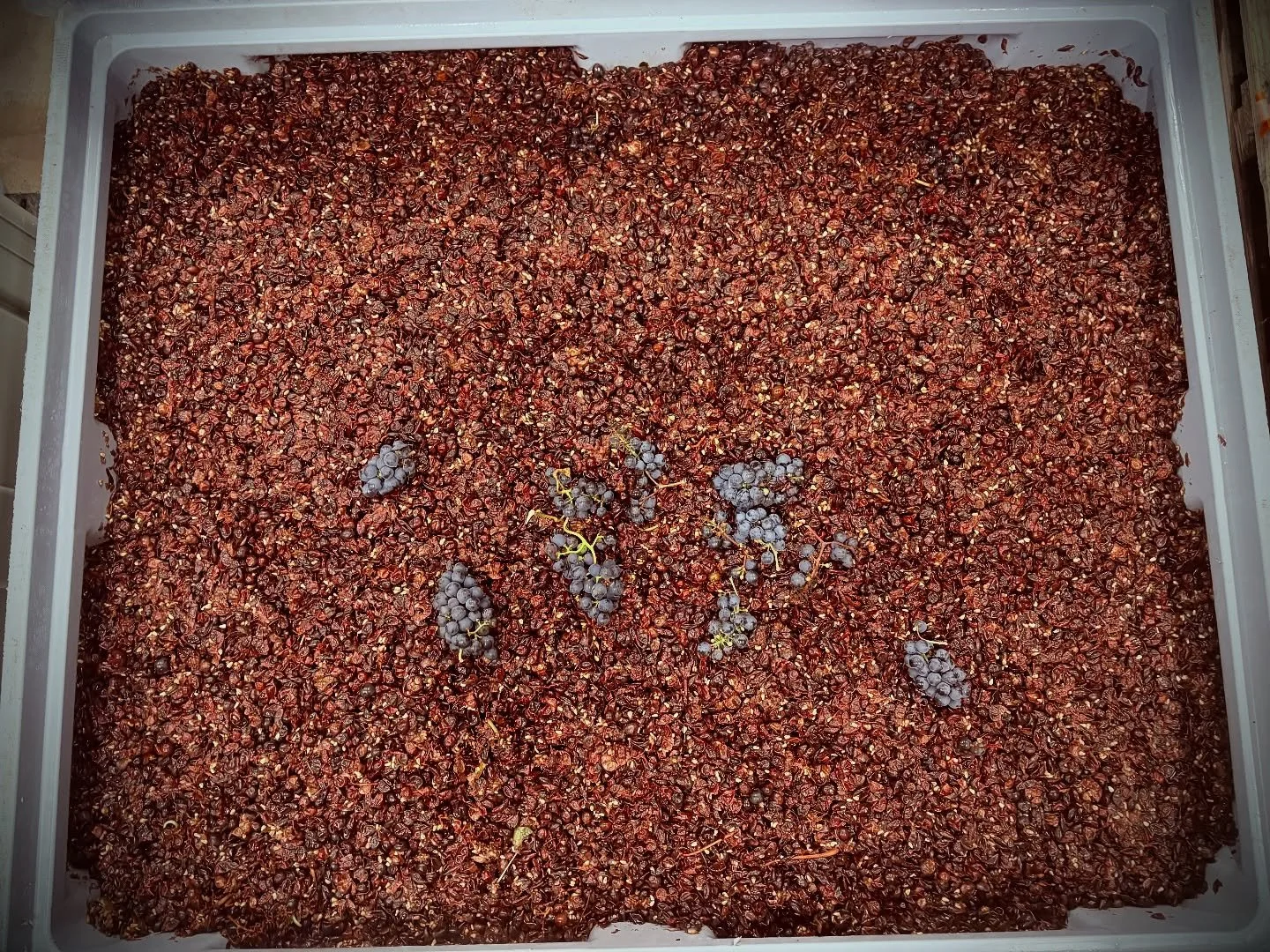 Carbo Pinot.

Whole bunches mixed with crushed/destemmed bunches - that can only mean&hellip;punch down time: 2-3x daily &lsquo;mixing&rsquo; of bunches with the fermenting juices. 

This will be the base wine for our still red this year, and a fract