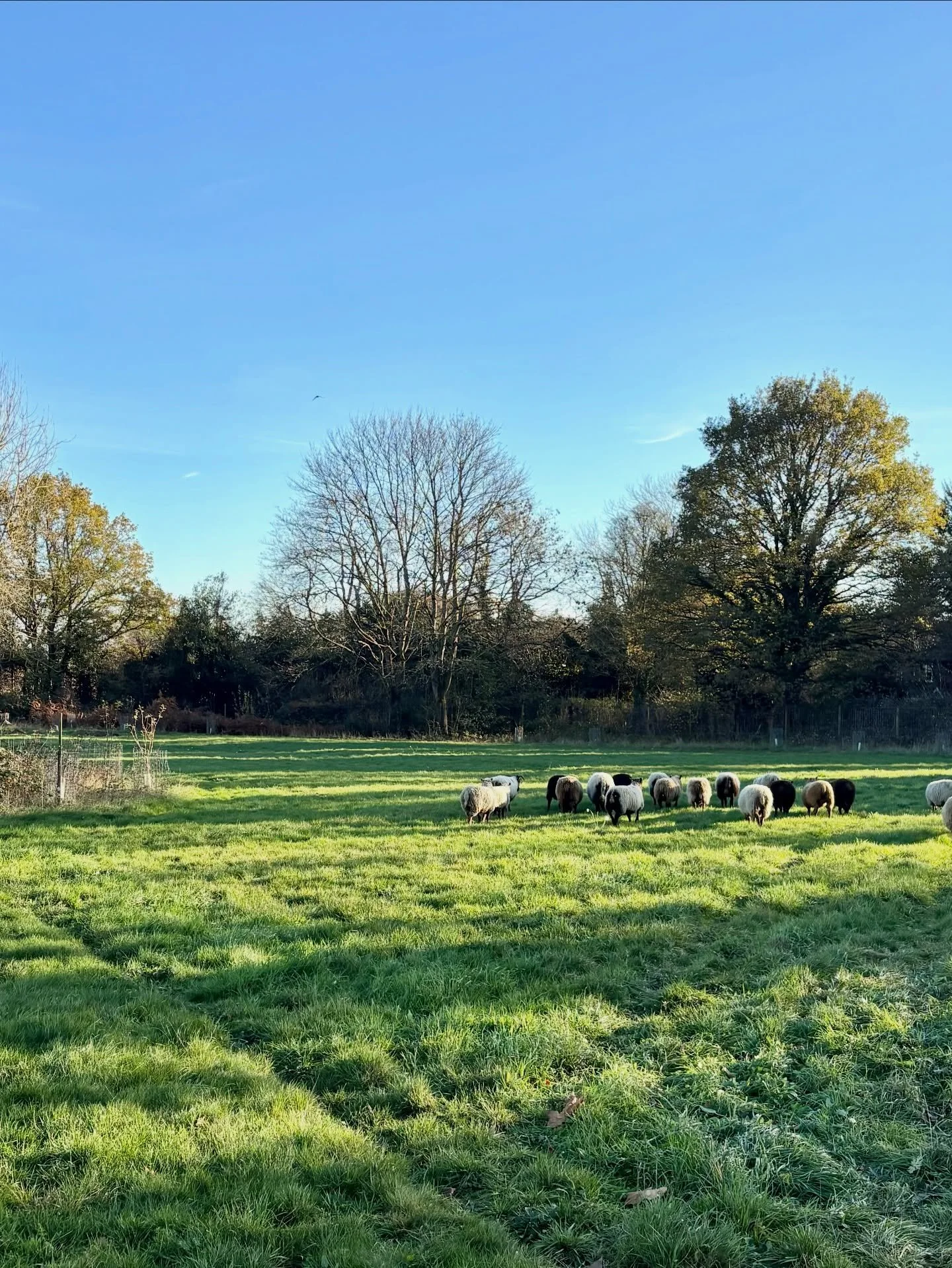 Mobbed.

The mob-grazing sheep are back for a few months. A few more lambs to come. Some fresh winter grazing for them, some pasture management, nutrition and wildflower seed stomping action for us.

#maturalwine #organicvineyard #orchard #regenerati