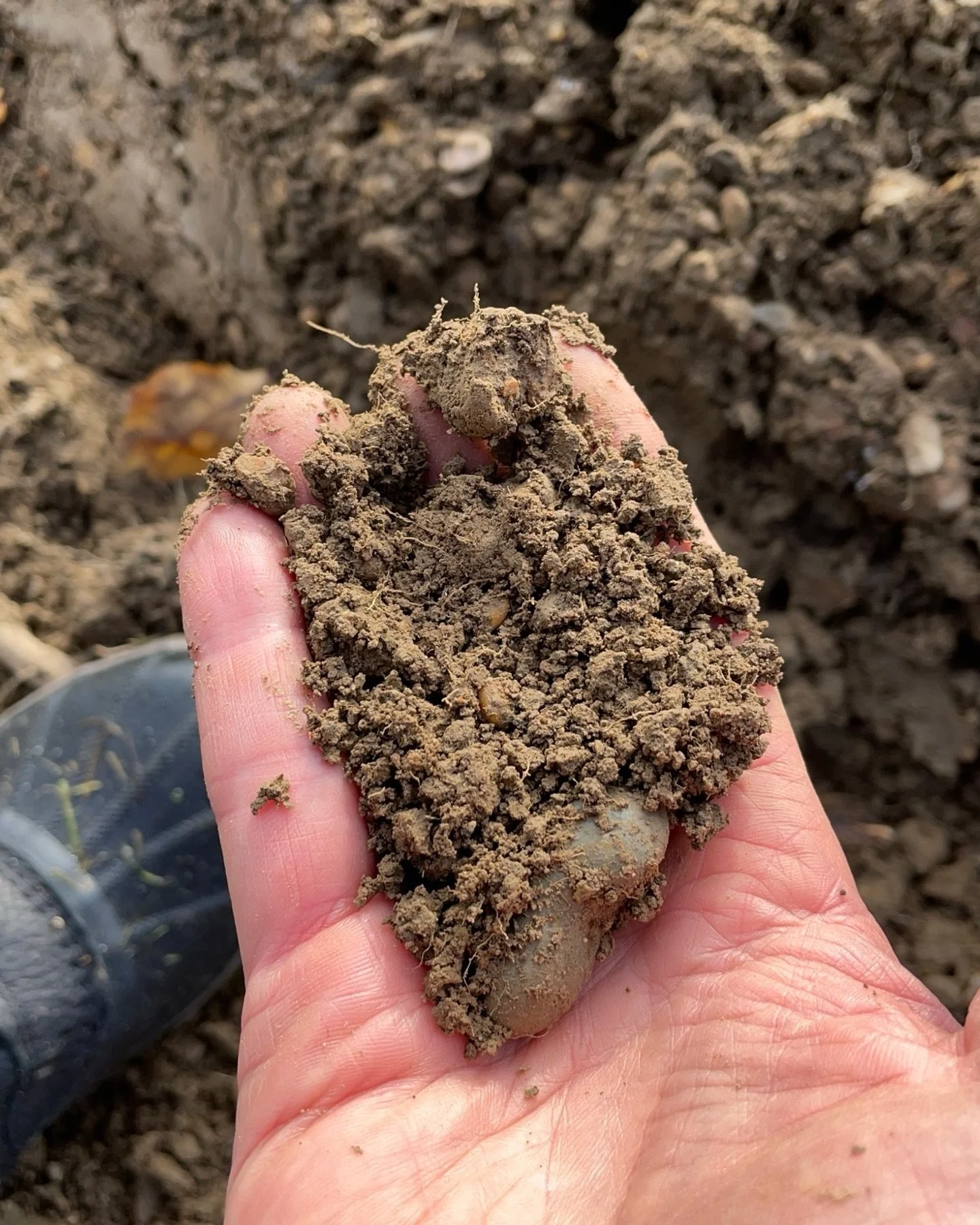 Earth work.

The results are in: 5 years of soil data.

When we first tested our soils before planting our vineyard in 2020, they were tired, acidic and starved &mdash; pH down at 5.3 and almost no available phosphorus or potassium. 

Four years of r