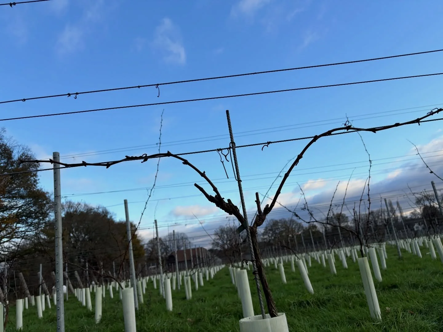 Winter jobs.

Shaking off the rust and starting on pruning. A bit early but the recent cold snap gave us confidence to get going. I like to go into the New Year with at least 25% done, so there&rsquo;s no stress in the New Year&hellip;which is shapin
