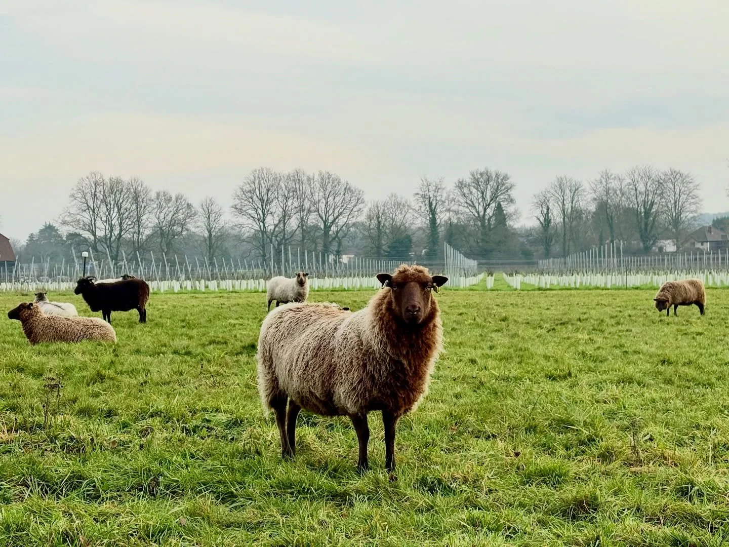 Signing off.

That&rsquo;s it for 2025. Thanks to all have visited, taken something away and/or left a piece of themselves here by volunteering.

The sheep are on duty and we will be back in 2026 with lots more planned.

Have some rest.

💚 

#natura