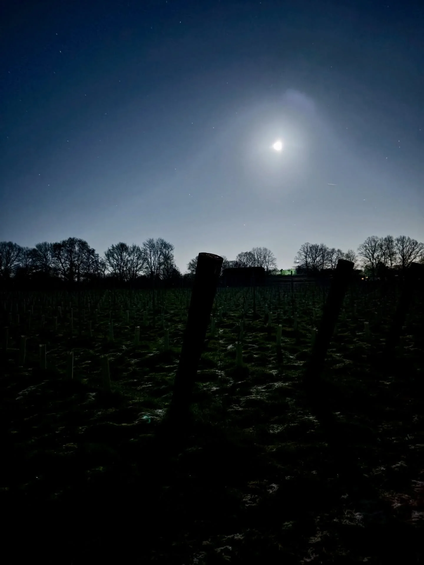 Moonwalking.

The vines are mid-slumber allowing us to work them into shape for the year ahead. These pictures are the vineyard and farm at dead of night, moon up, mid-winter, -6degC. 

That&rsquo;s pretty much the opposite of the midday, mid-Summer 