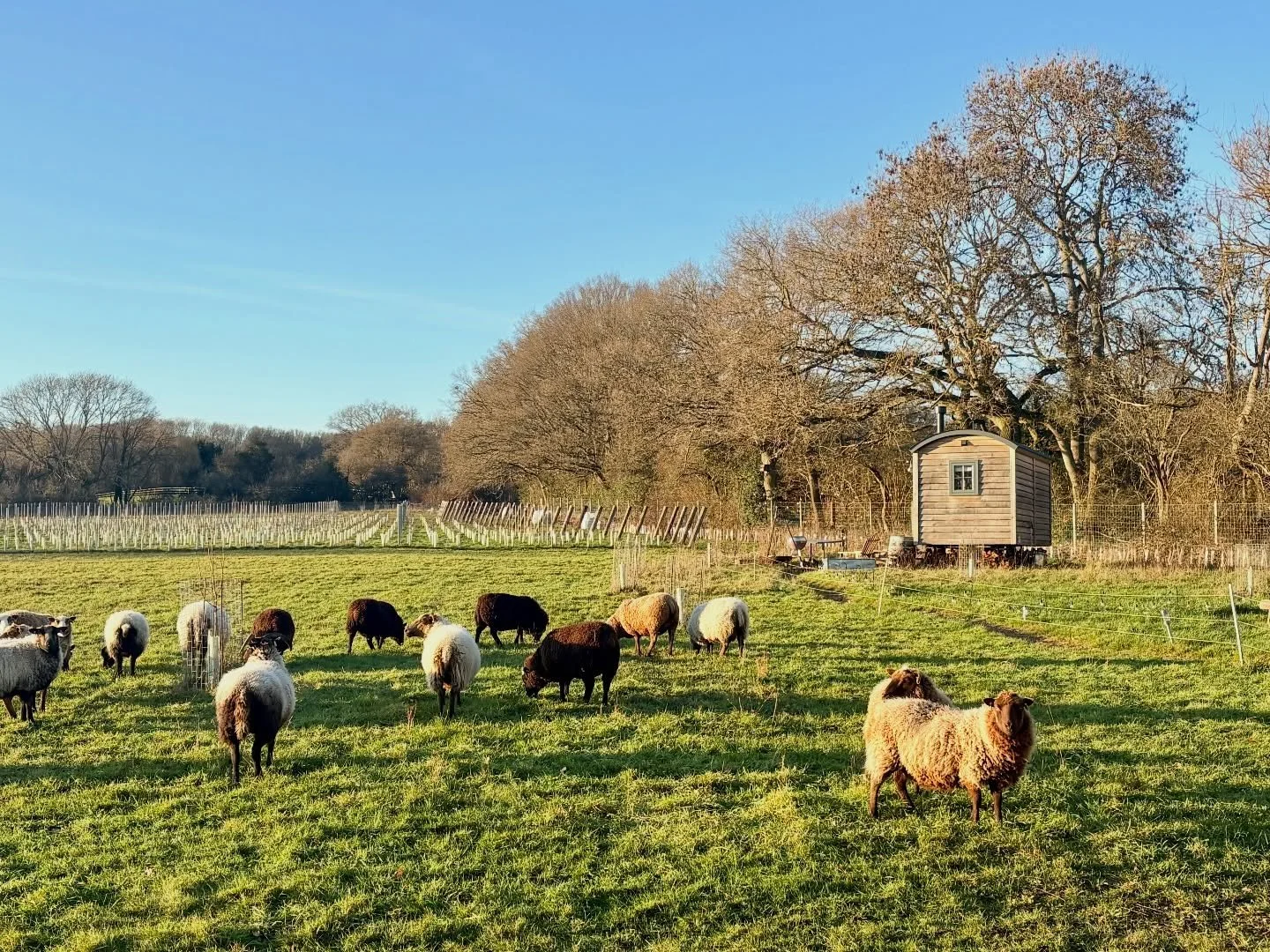 Shepherds hut heaven.

@woodlandchampionsclub 

#organicvineyard #chilterns #beaconsfield