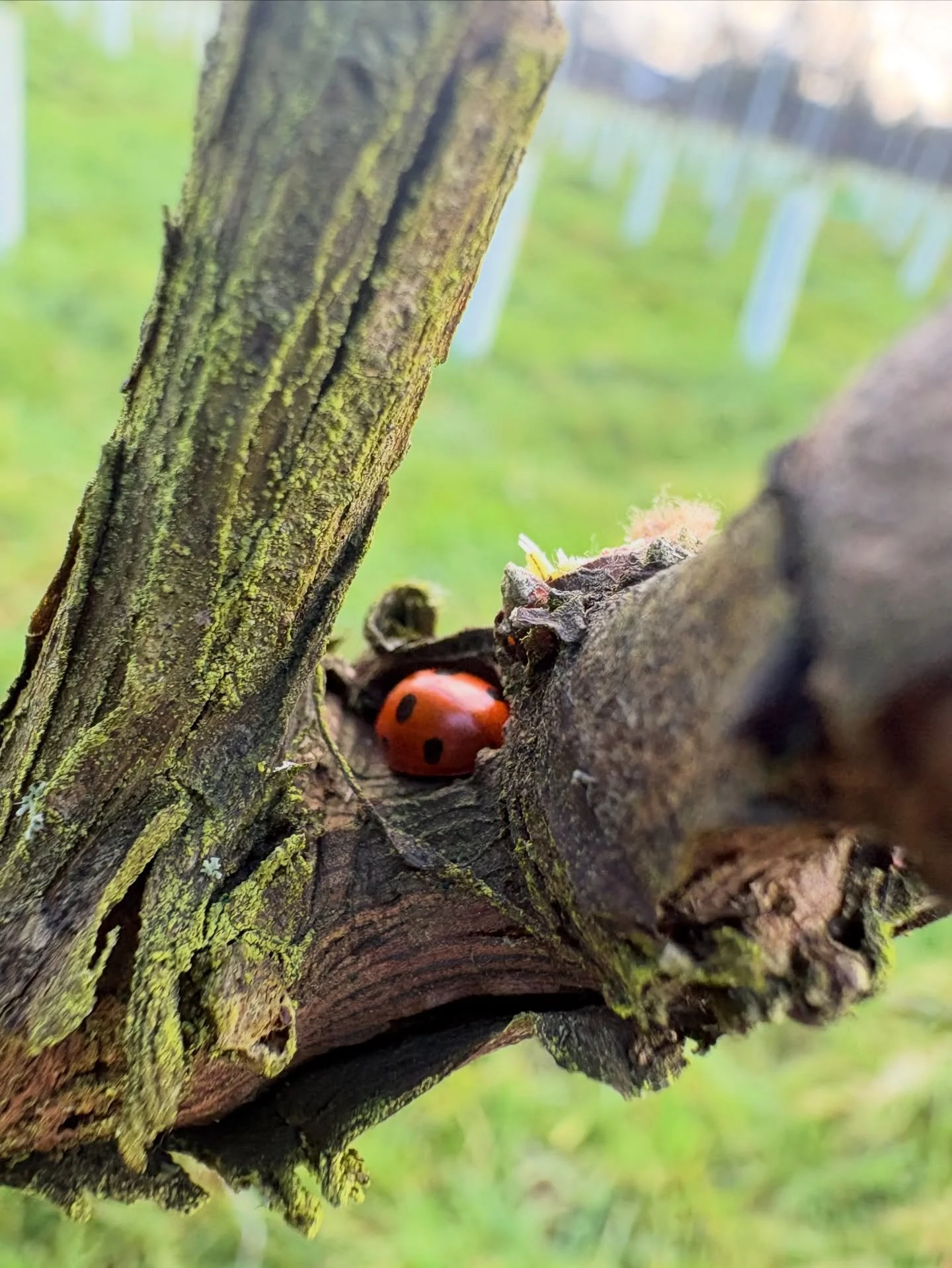 Do not disturb.

Gentle pruning, organic-certified nutrition, insects sleeping. 

So much bird chatter.

#naturalwine #organicvineyard #regenerativeagriculture #chilterns #beaconsfield