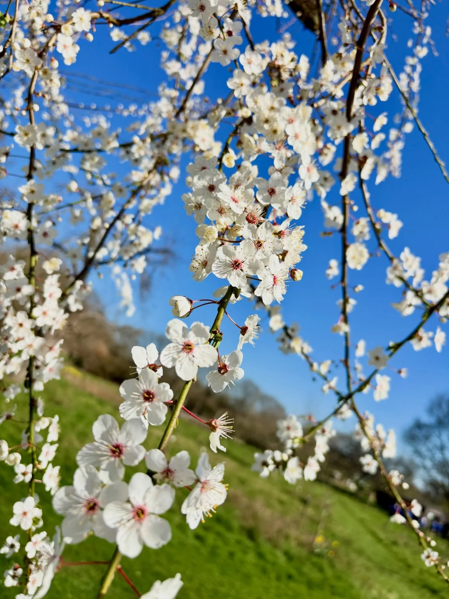 Spring&rsquo;ing.

Feels SOOOO good. The damsons are loving it, too.

The flowers come back, the insects come back, the birds/mammals/reptiles come back.

What a cycle.

Connecting with it, being part of it, anchors the soul.

#naturalwine #organicvi