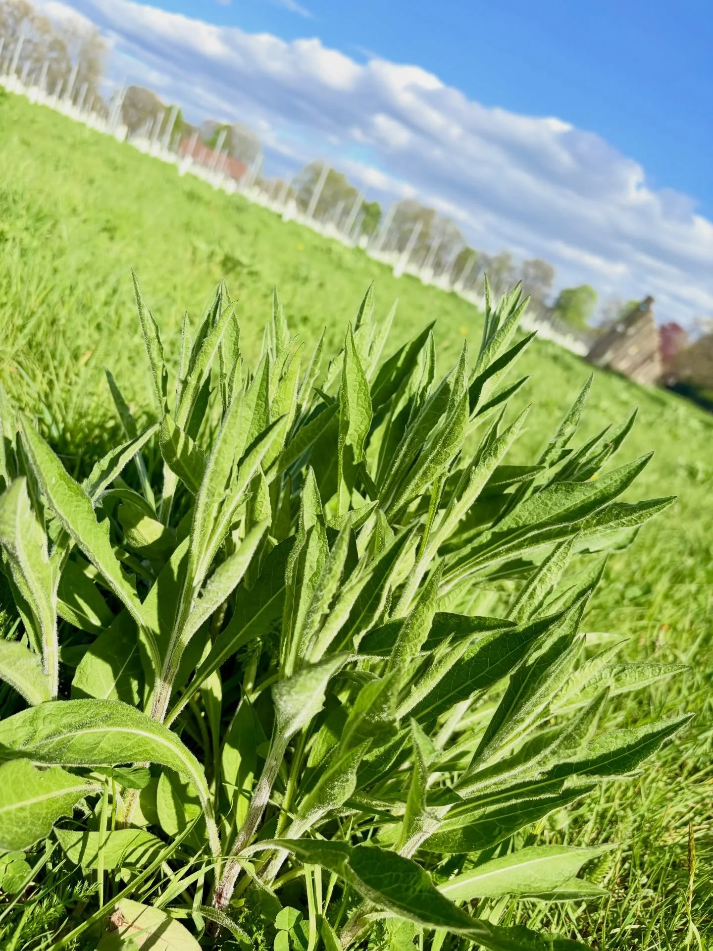Green party.

Right now, the 9 acres of wildflower meadows are lush green fields, and all is potential. But it&rsquo;s coming.

Lesser Knapweed
Oxeye Daisy
Wild carrot

And more. On the rise.

I can&rsquo;t wait.

#naturalwine #orgaicvineyard #beacon