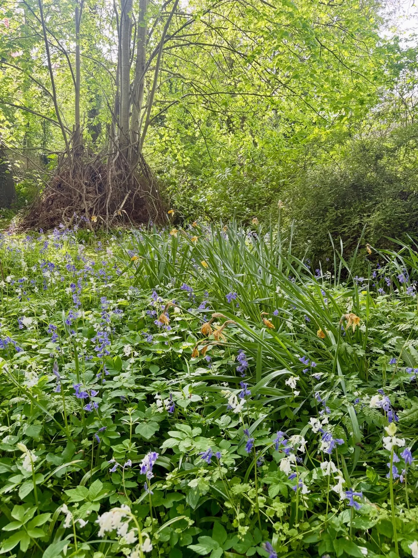 Unsung heroes.

Some corners of the farm are not visited or talked about. And all the better for it. Niches of habitat that diversify the land tapestry allowing different things to flourish in different places.

Unproductive, apparently. To the linea