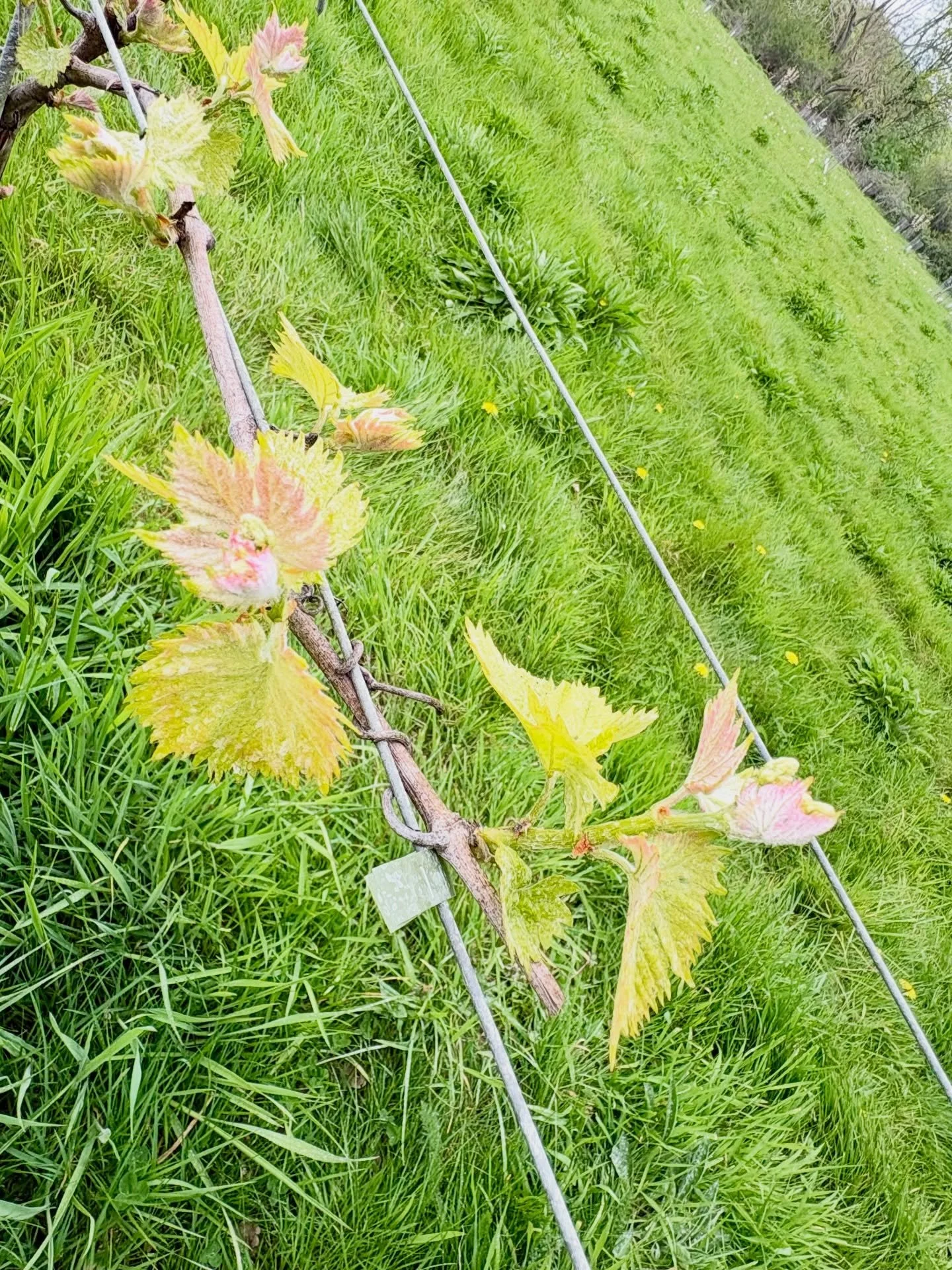 Shoot.

Emergent. Fragile. Hoping for the best.

#naturalwine #organicvineyard #chilterns #beaconsfield #amersham