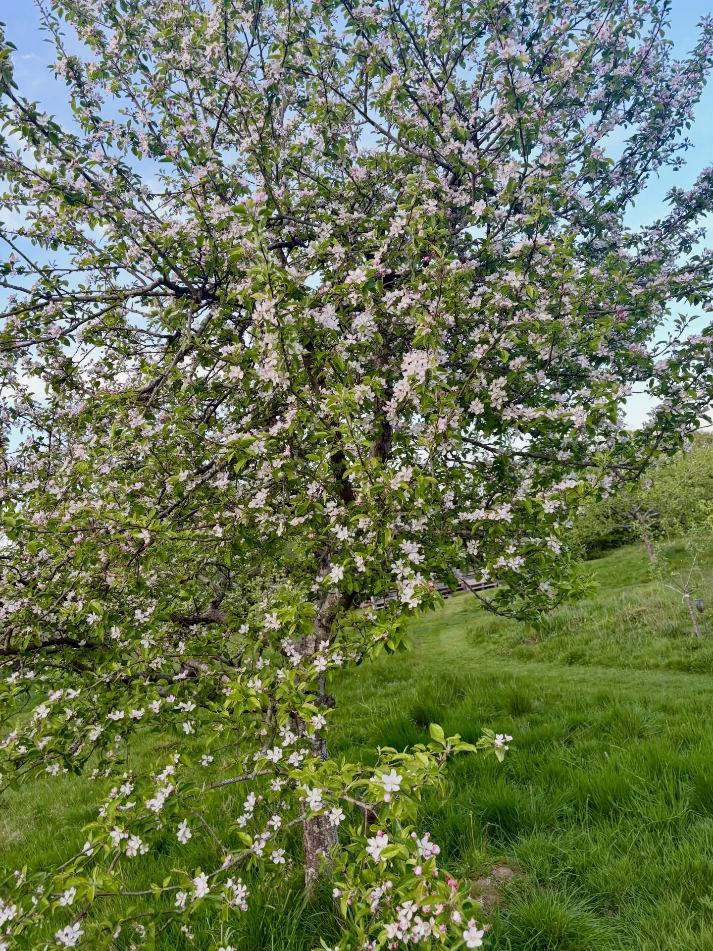 Bloom.

As the pears and cherries fade, the apples in the traditional orchard, and the young saplings in the new orchards, are entering peak blossom. 

Some trees are resting after last year, and some are back after some heavy prunes kept them laid l