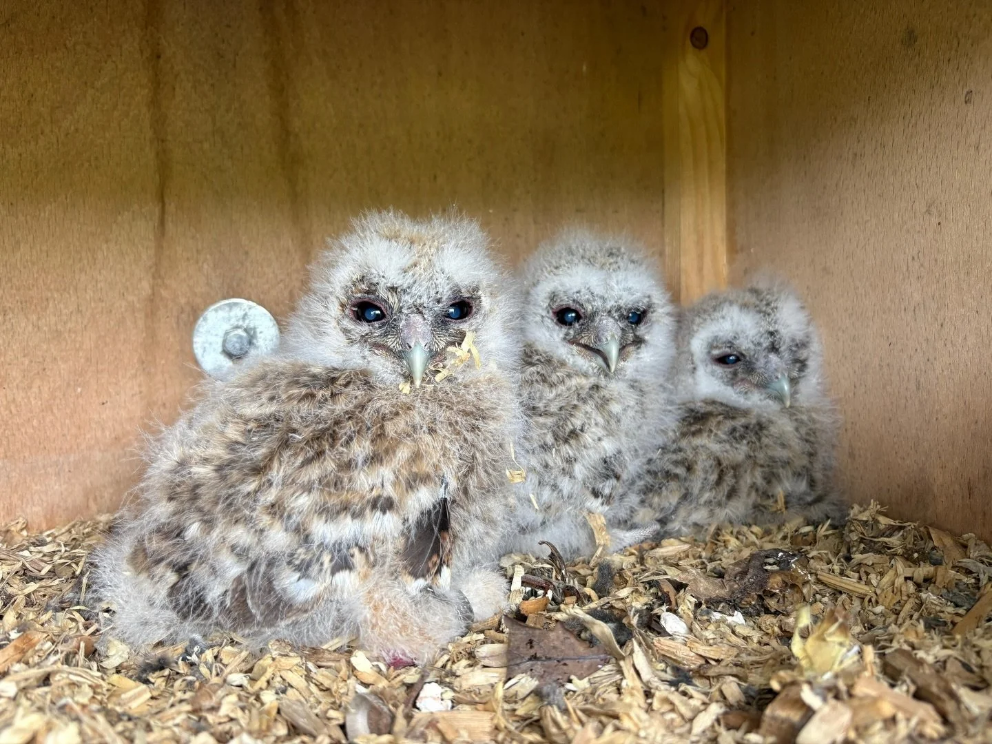Beyond words.

The three owlets were ringed today with expert supervision.

Our wines, ciders, eggs, honey, experiences and education programmes are byproducts of moments like this. 

New life. Wild life. Alongside what we do. Hand in hand. 💚 

Enor