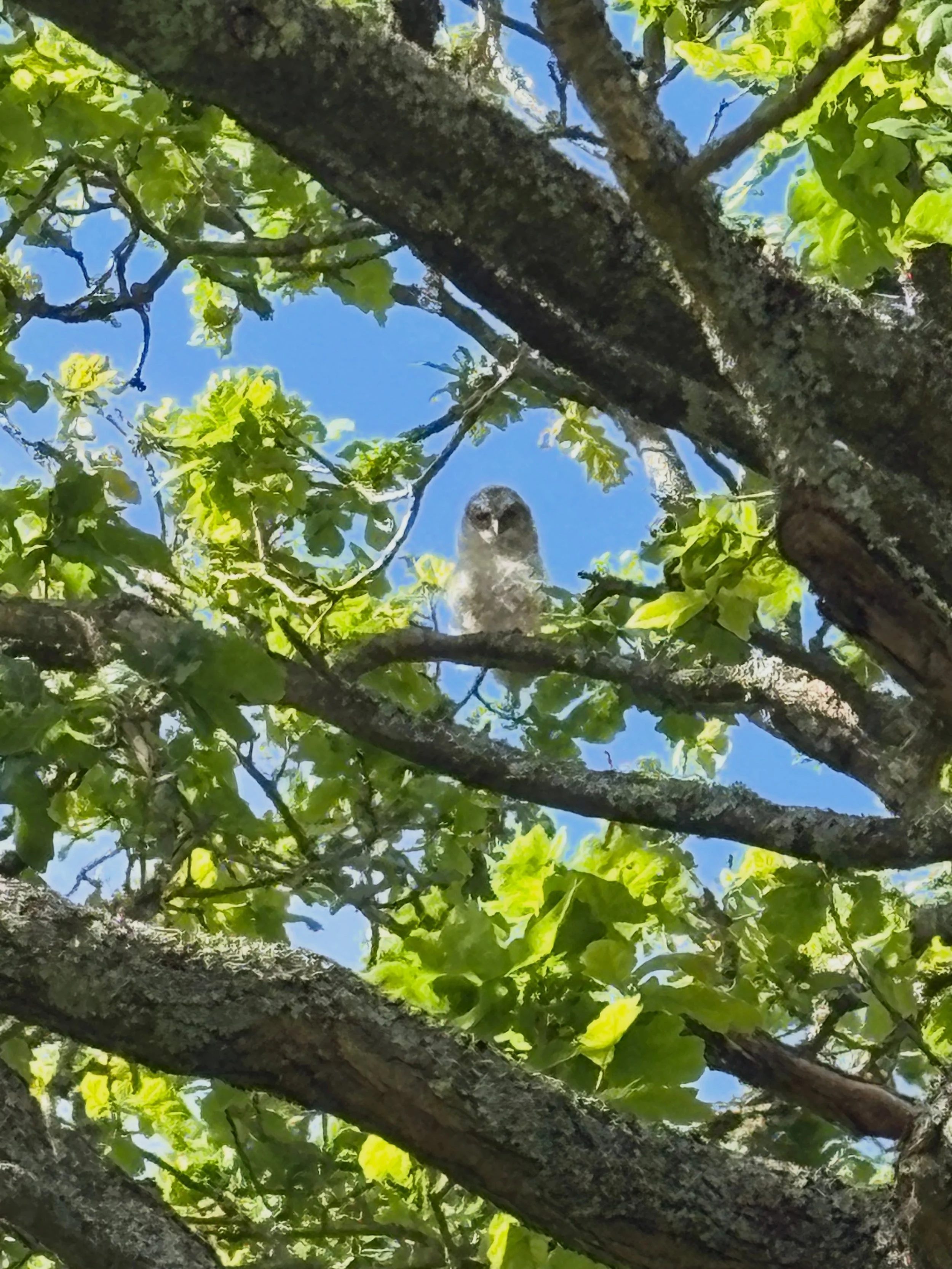 Fledge.

Whilst the vines recover from frost, these owlets look on over the vineyard wondering what all the fuss is about.

Pretty grounding.

I wonder when yield counts in vineyards and farming will start to include majestic outcomes like this&helli