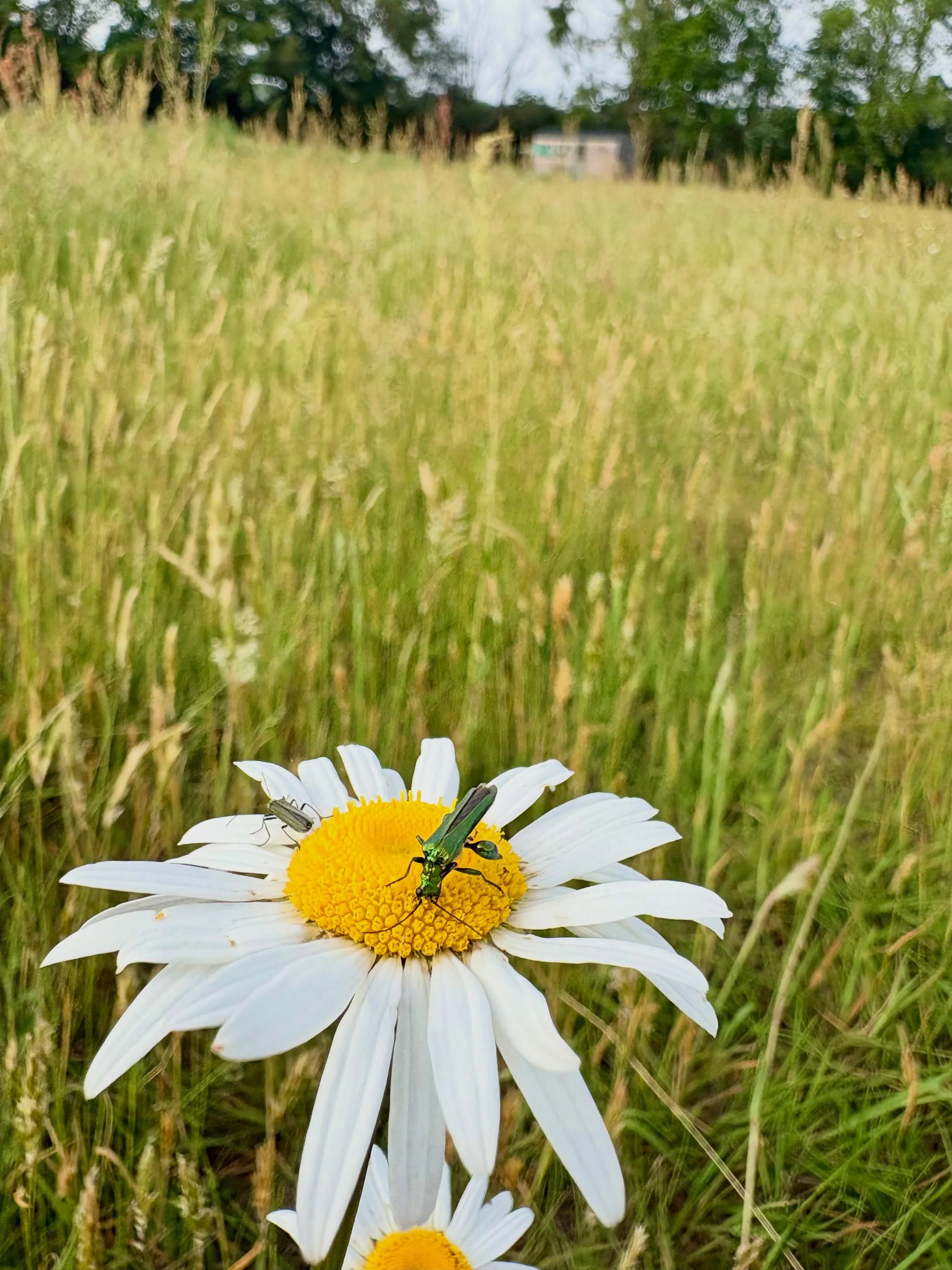 Peak wildflower.

My favourite time of year. Early summer, Wimbledon, holidays on the horizon, Peak Wildflower.

Shepherds hut comes alive, vineyard flourishes, insects everywhere&hellip;sustaining pollination and predatory animals of all kinds.

Nat