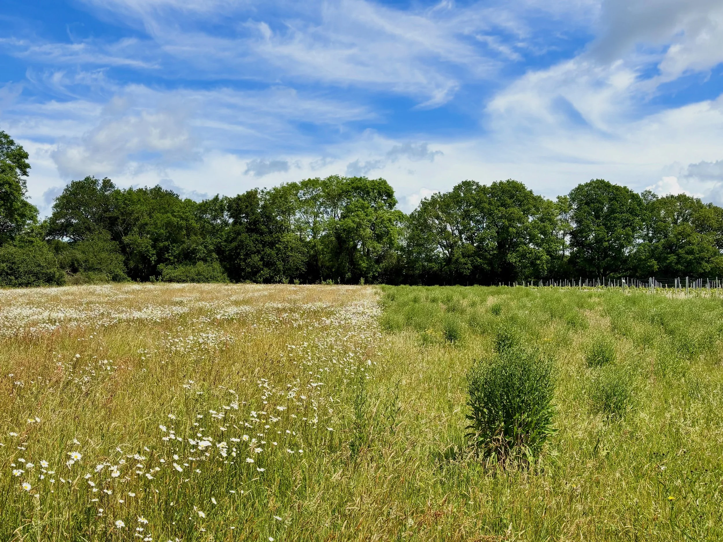 Vintage.

The wildflower meadow to the left is 2025 vintage.

The wildflower to the right is 2021 vintage.

Believe it or not, the latter looked like the former when it was one year old.

We now have 9 acres of wildflower meadow around and through th