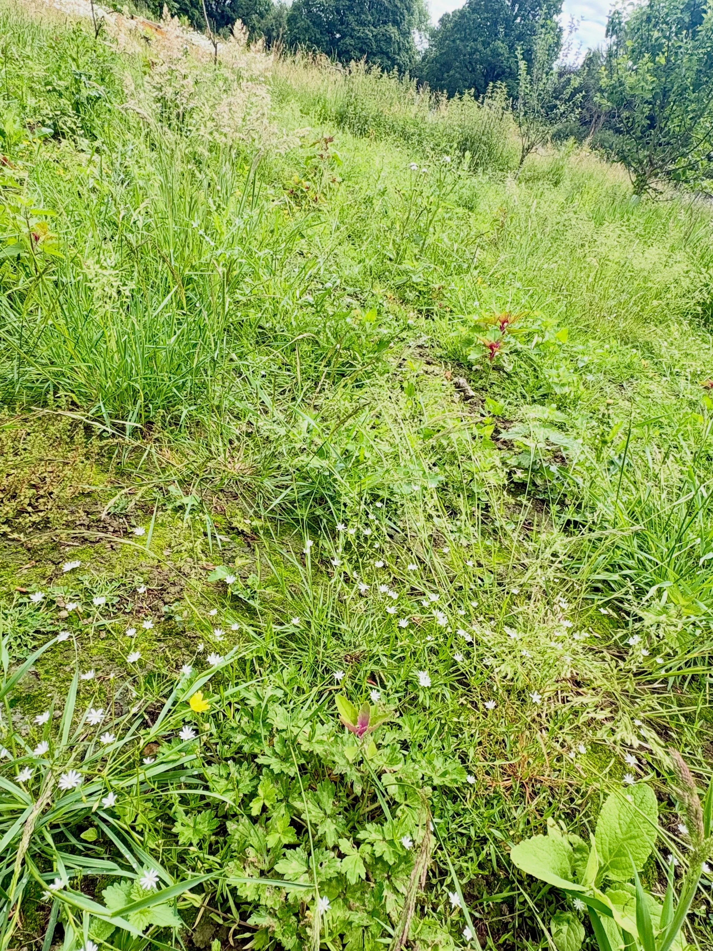 Regeneration.

What grows back once the chickens have been rotated is endlessly complex, mysterious and surprising. 

That&rsquo;s what regeneration ought to look and feel like.

#naturalwine #organicvineyard #chilterns #regenerativeagriculture #beac