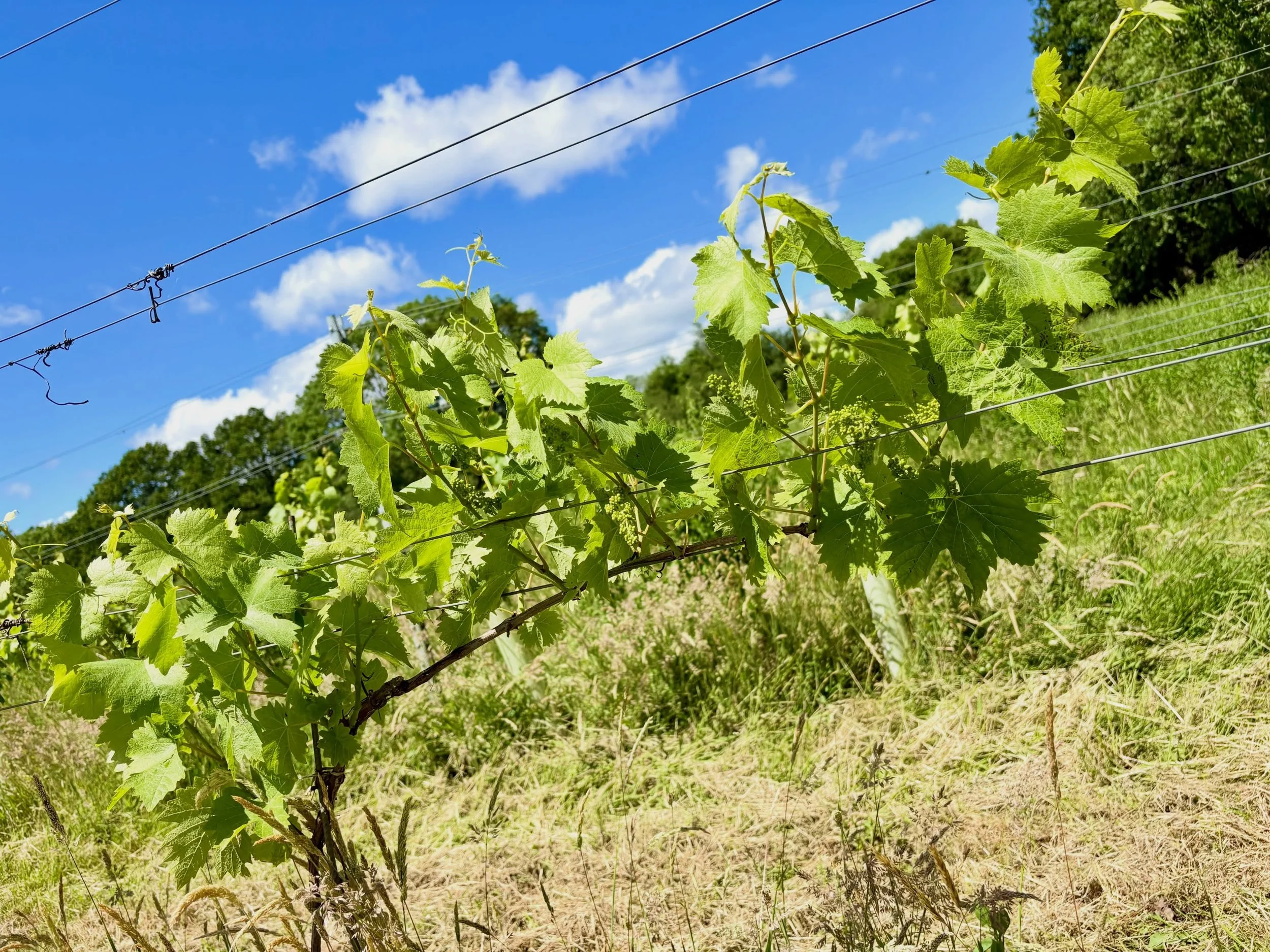Flowering.

The vines have bounced back from frost damage and are getting ready to flower.

Not far off last year on timing, although those worst-hit by frost will be later and less flower bunches.

#naturalwine #organicvineyard #chilterns #beaconsfi