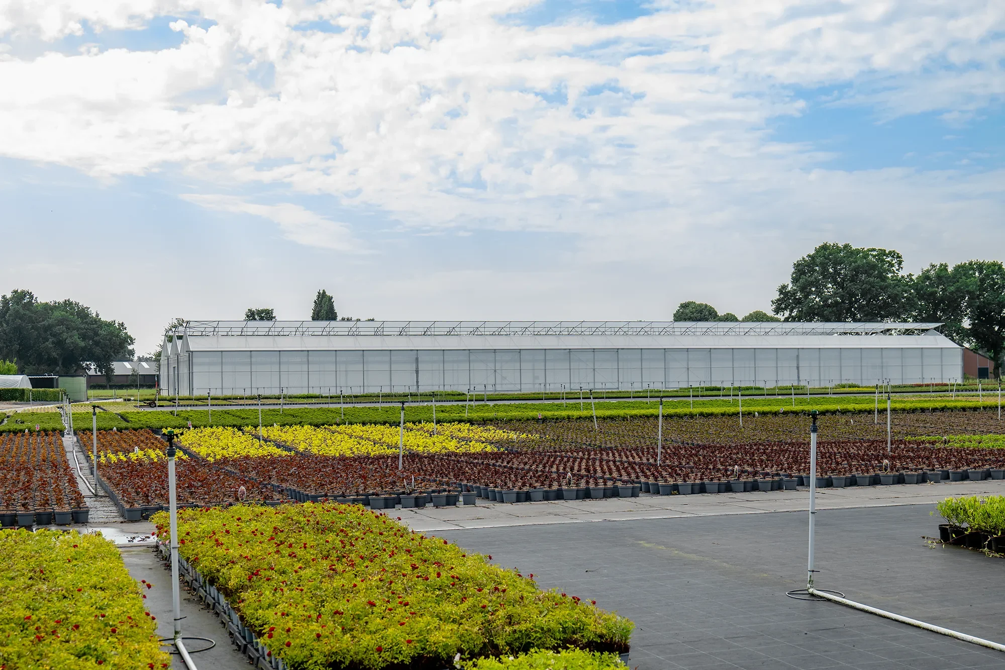 HortiHouse_Nursery_Leenaerts_16.webp