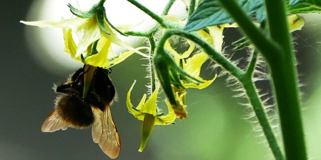Bumblebee - Nord Holland - 2026