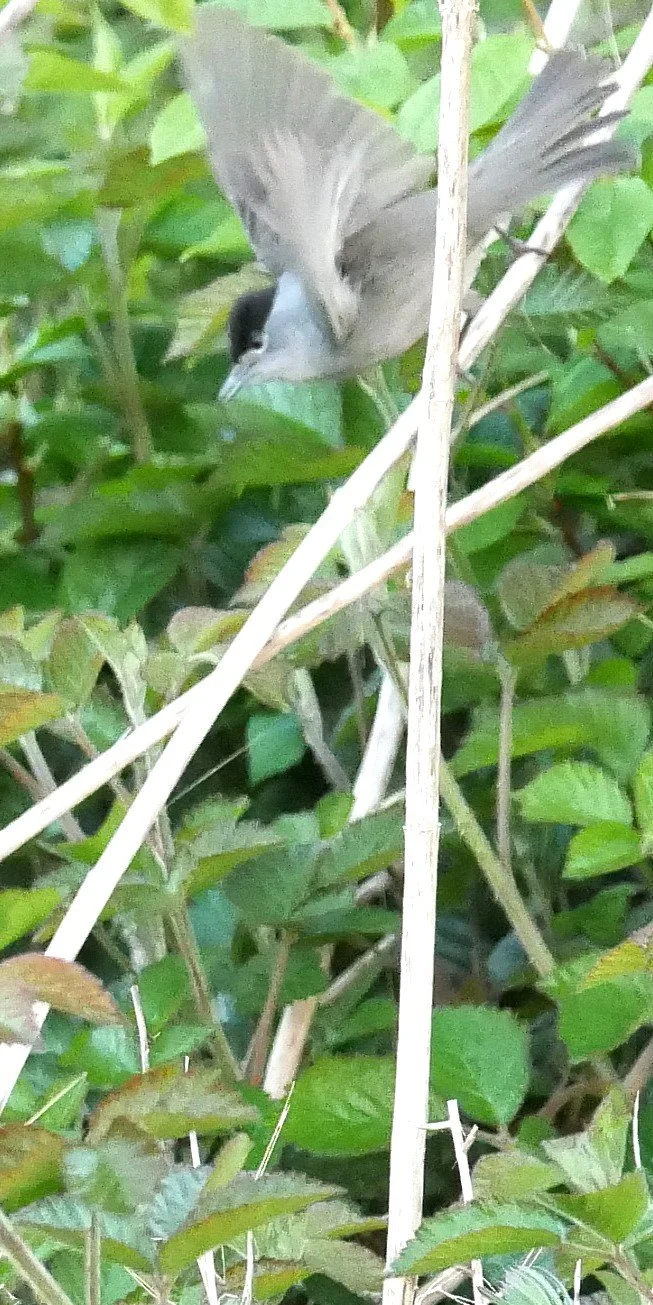 Blackcap - Noord Holland